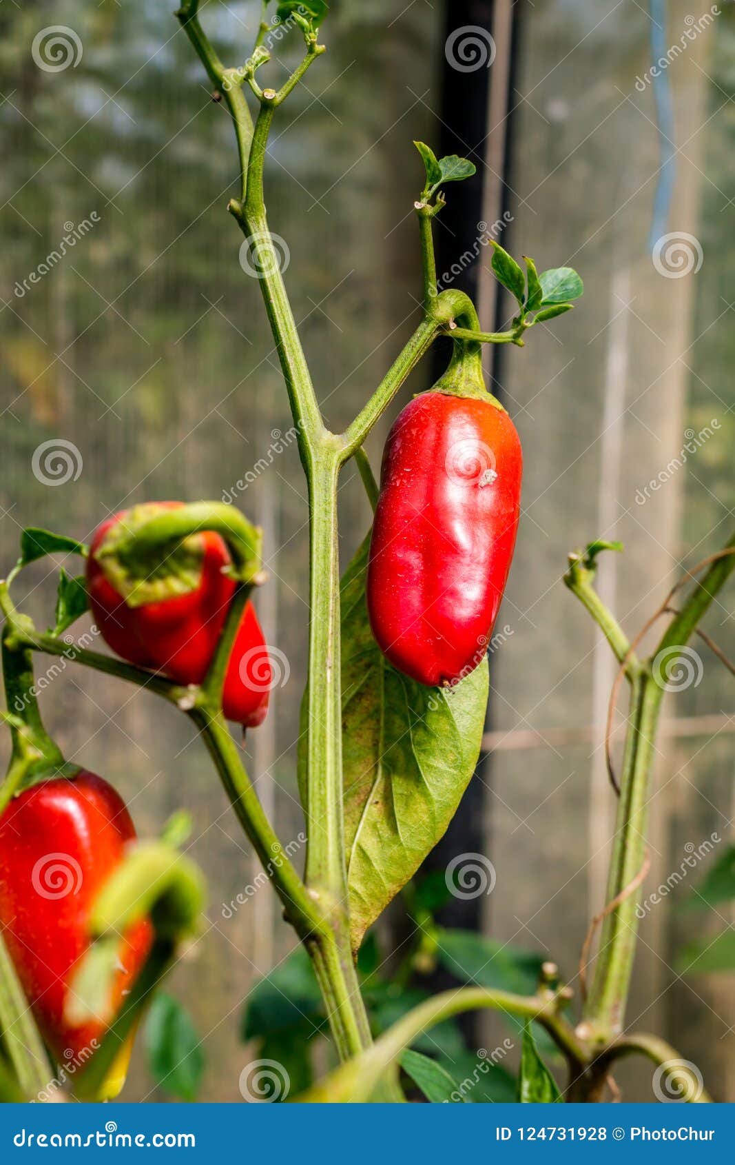 Fruit of Red Pepper on the Stem Stock Photo Image of vegetable