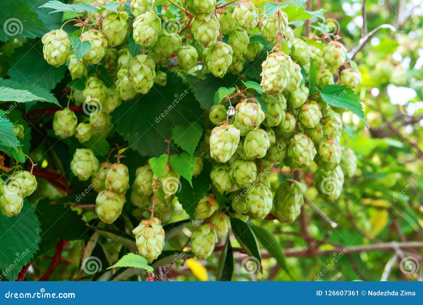 The Fruit of a Shrub Hops, Plant the Hops are Ripe Stock Image Image