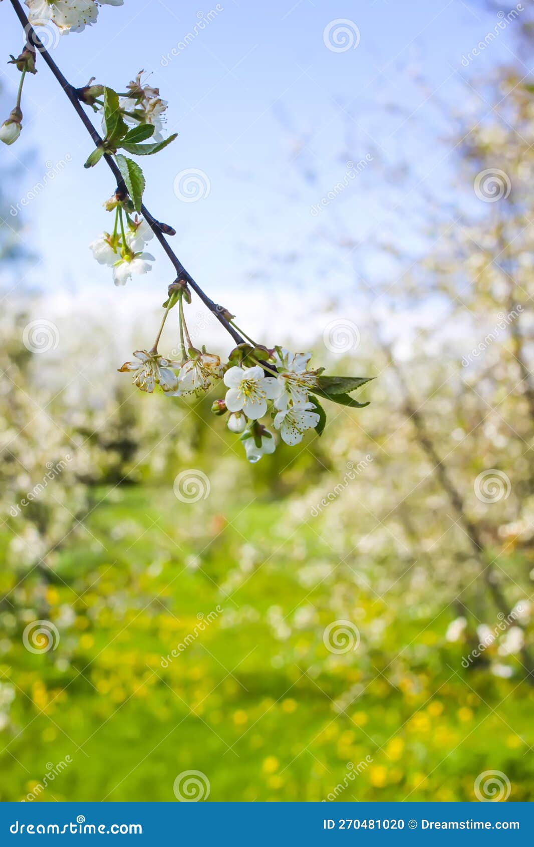 Fruit Tree Blossom in Spring Park Stock Photo Image of floral, spring