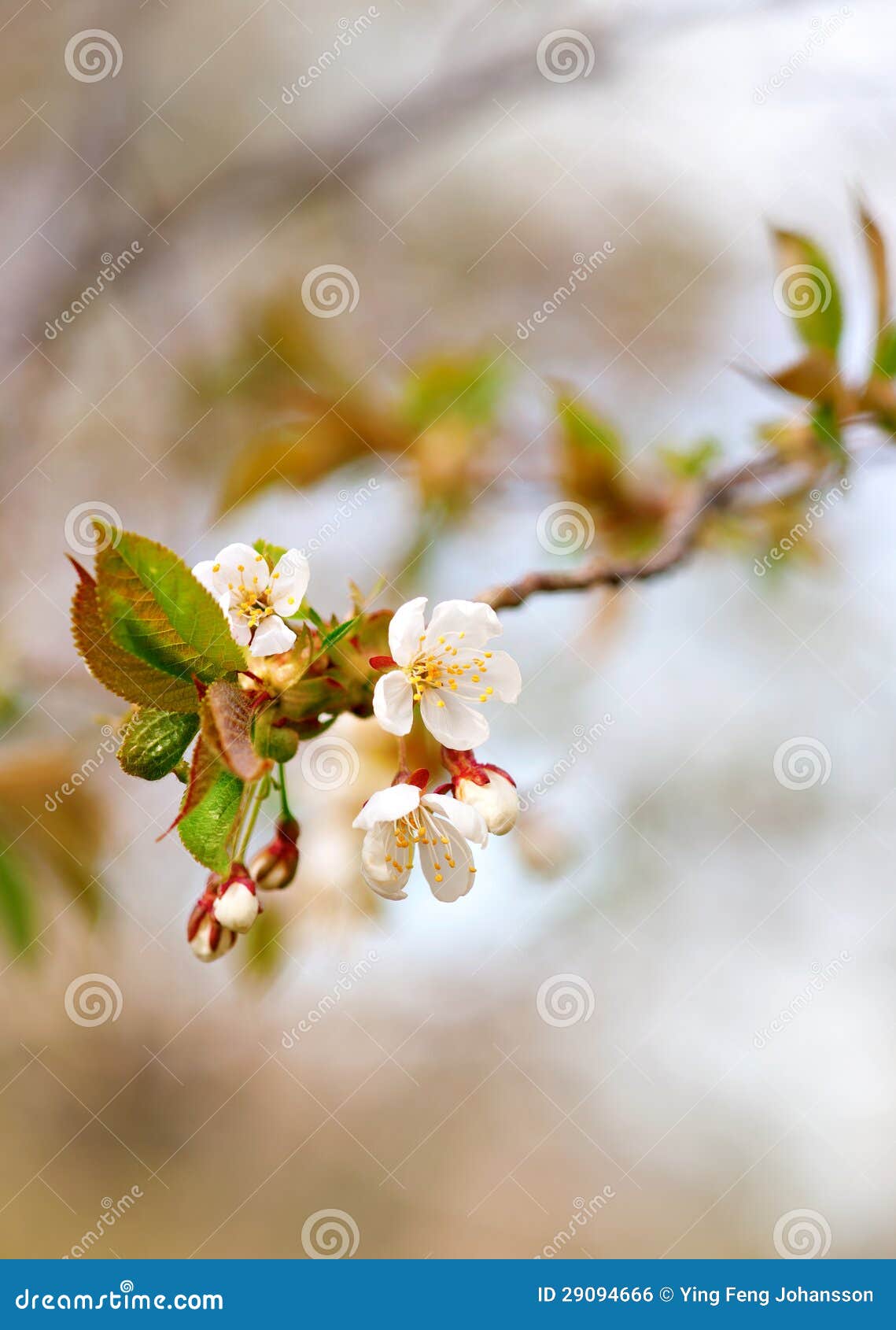 Fruit tree blossoms stock photo. Image of beginning, blossom 29094666