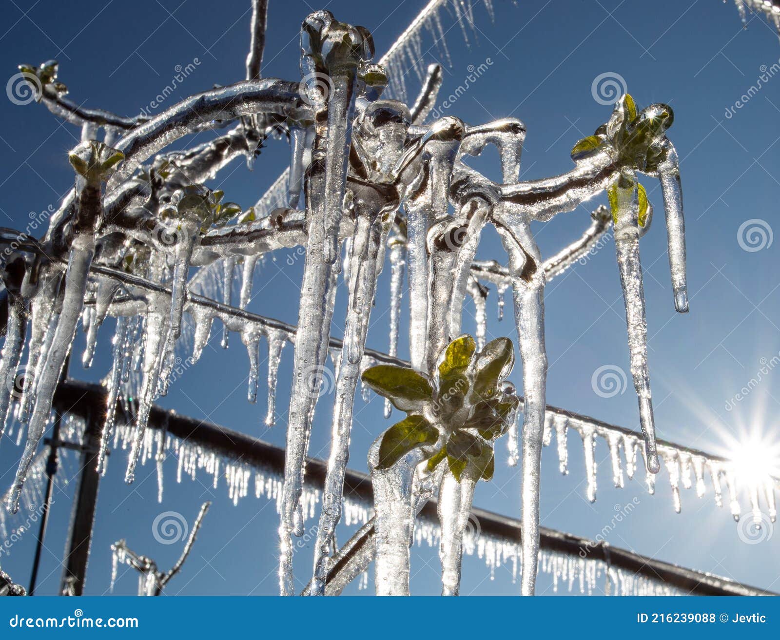 fruit tree covered with freezers in spring