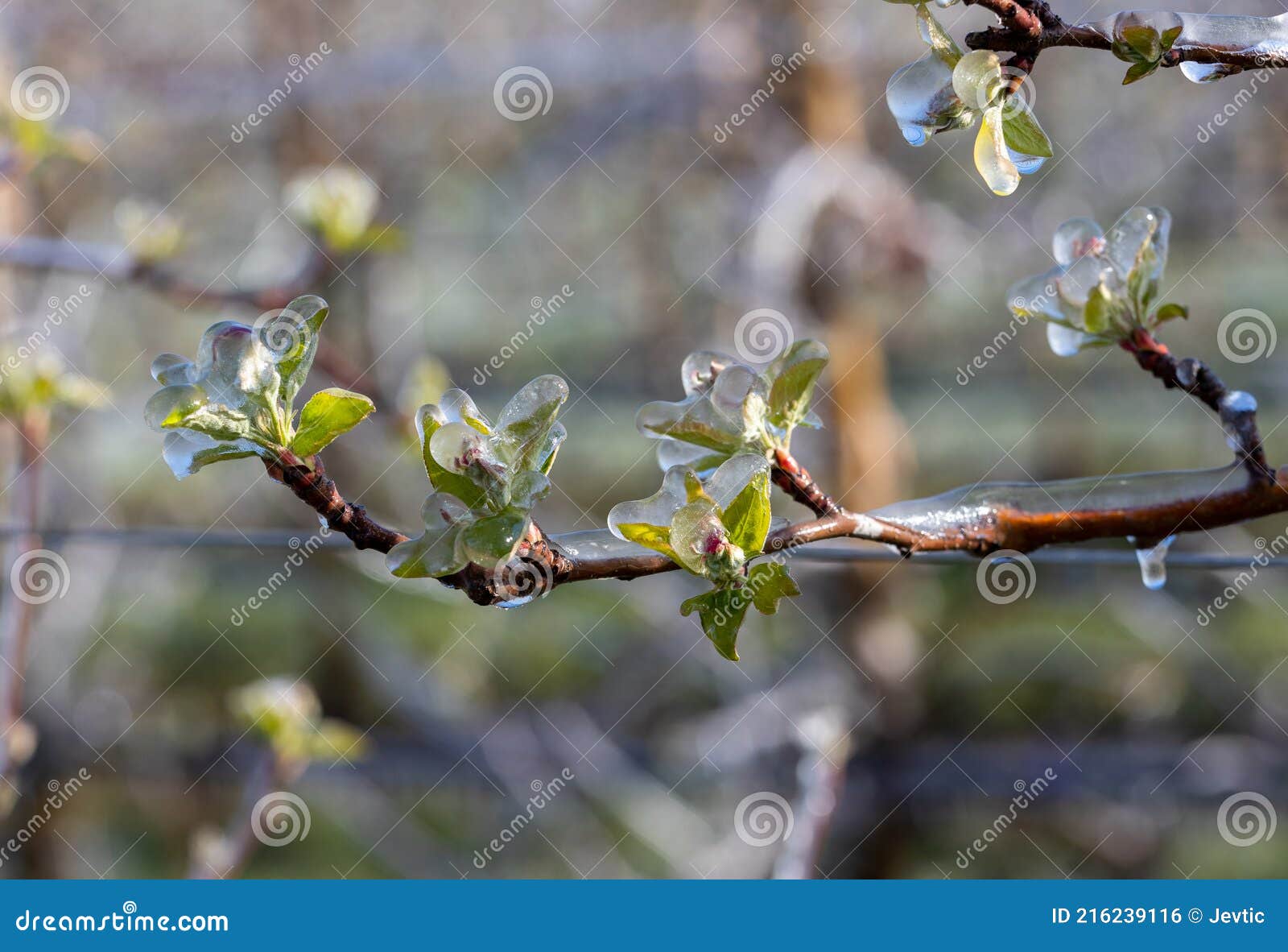 Augļu koki pavasarī nosala
