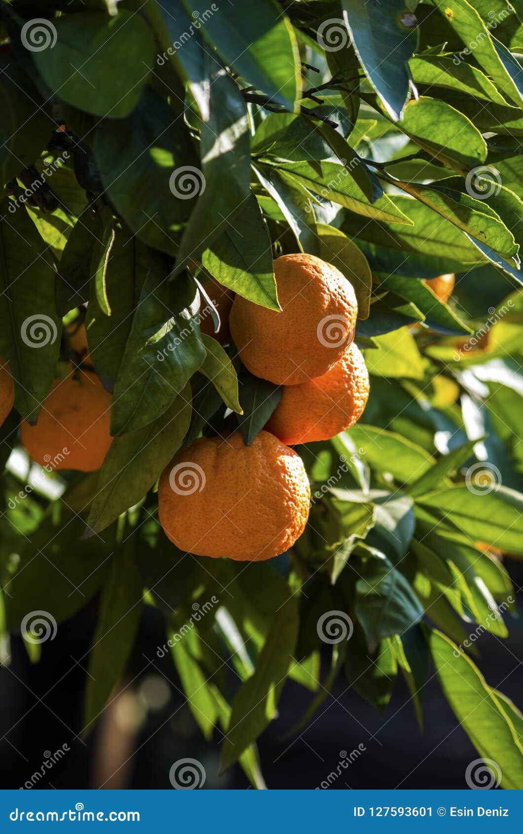 sweetest tangerine tree sweetest tangerine tree