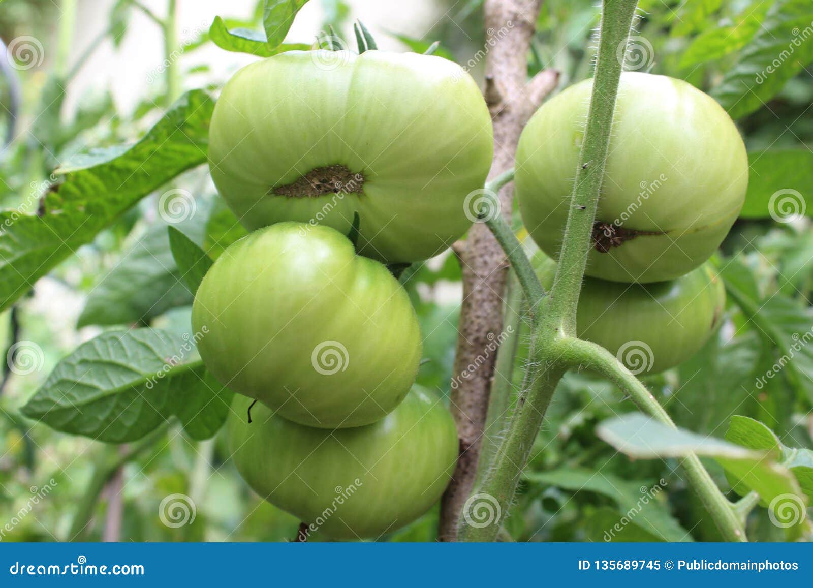 Fruit Tree, Plant, Fruit, Tomatillo Picture. Image 135689745