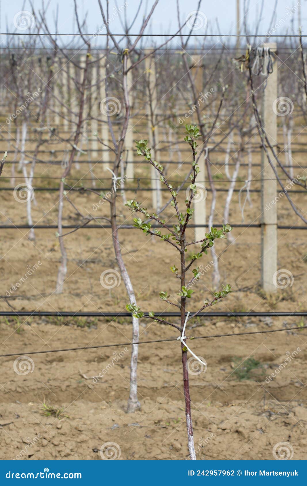 Fruit Tree Seedlings in the Garden in Spring Stock Photo Image of