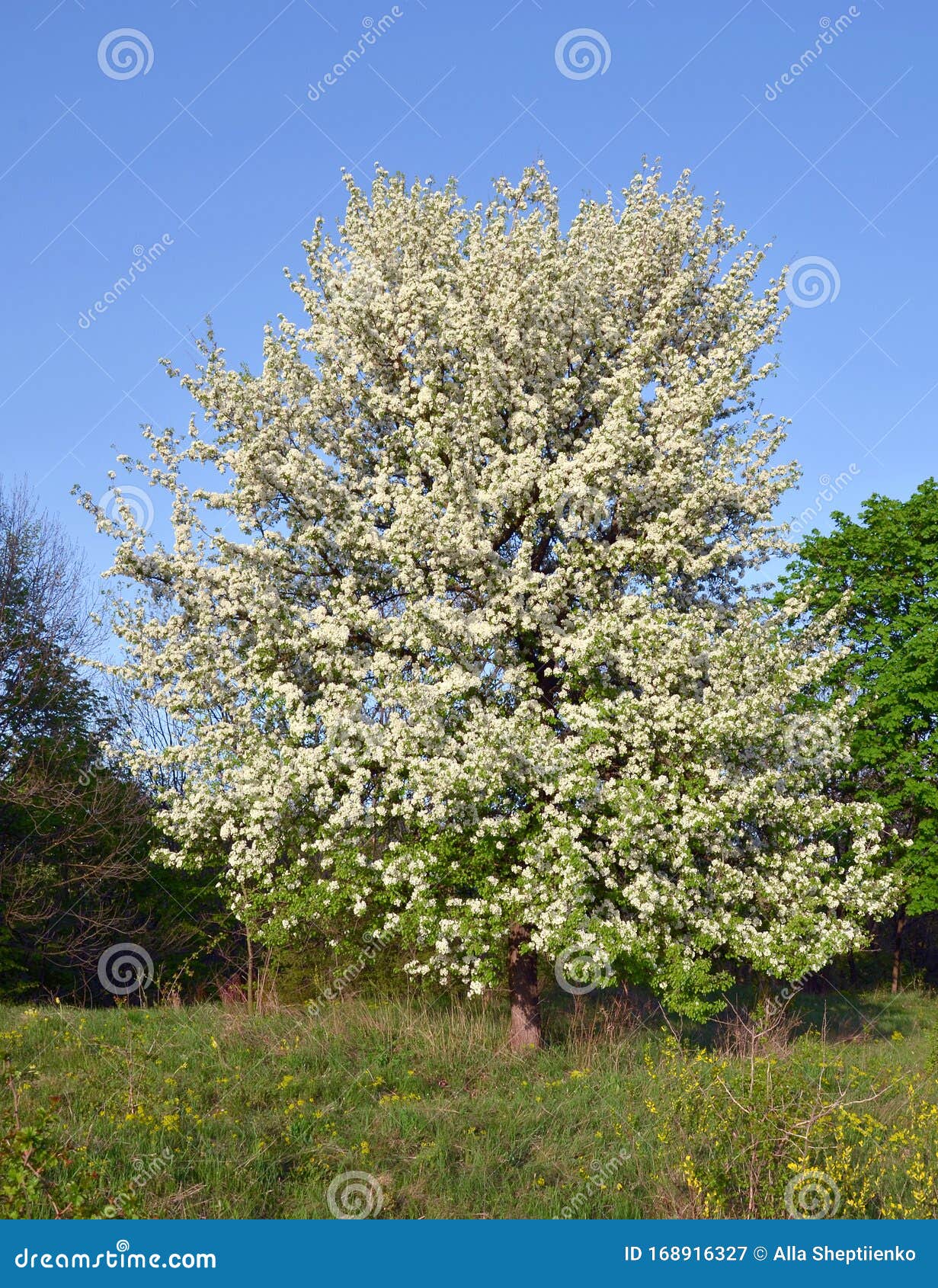 Fruit Tree With White Flowers Sunny Afternoon In The Park Stock Image