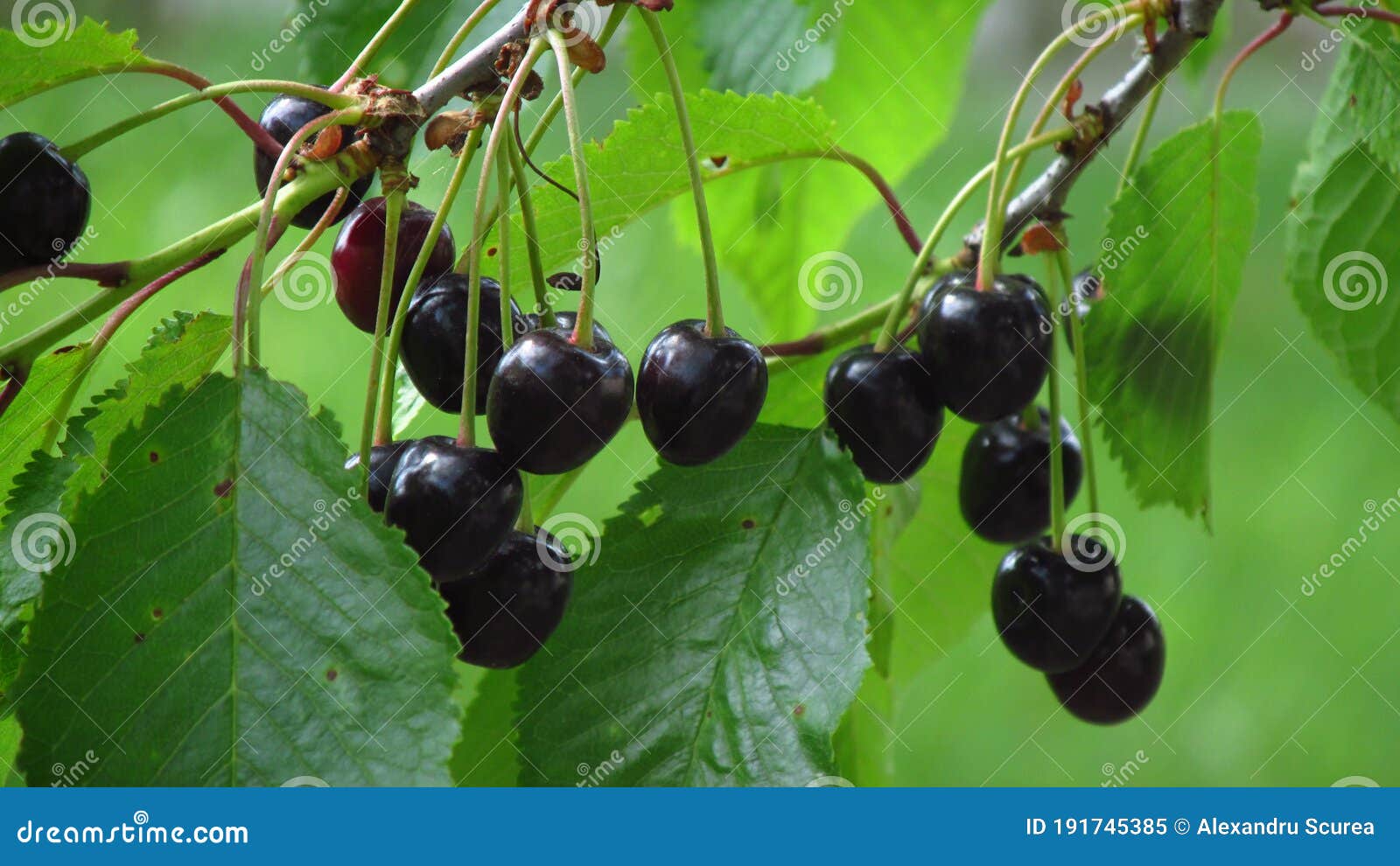 Fruit Tree Wild Cherry Ripens Black Cherry Stock Image Image of shrub