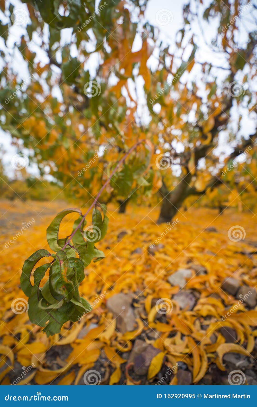 Fruit Tree with Yellow Leaves in Autumn Stock Image Image of apple