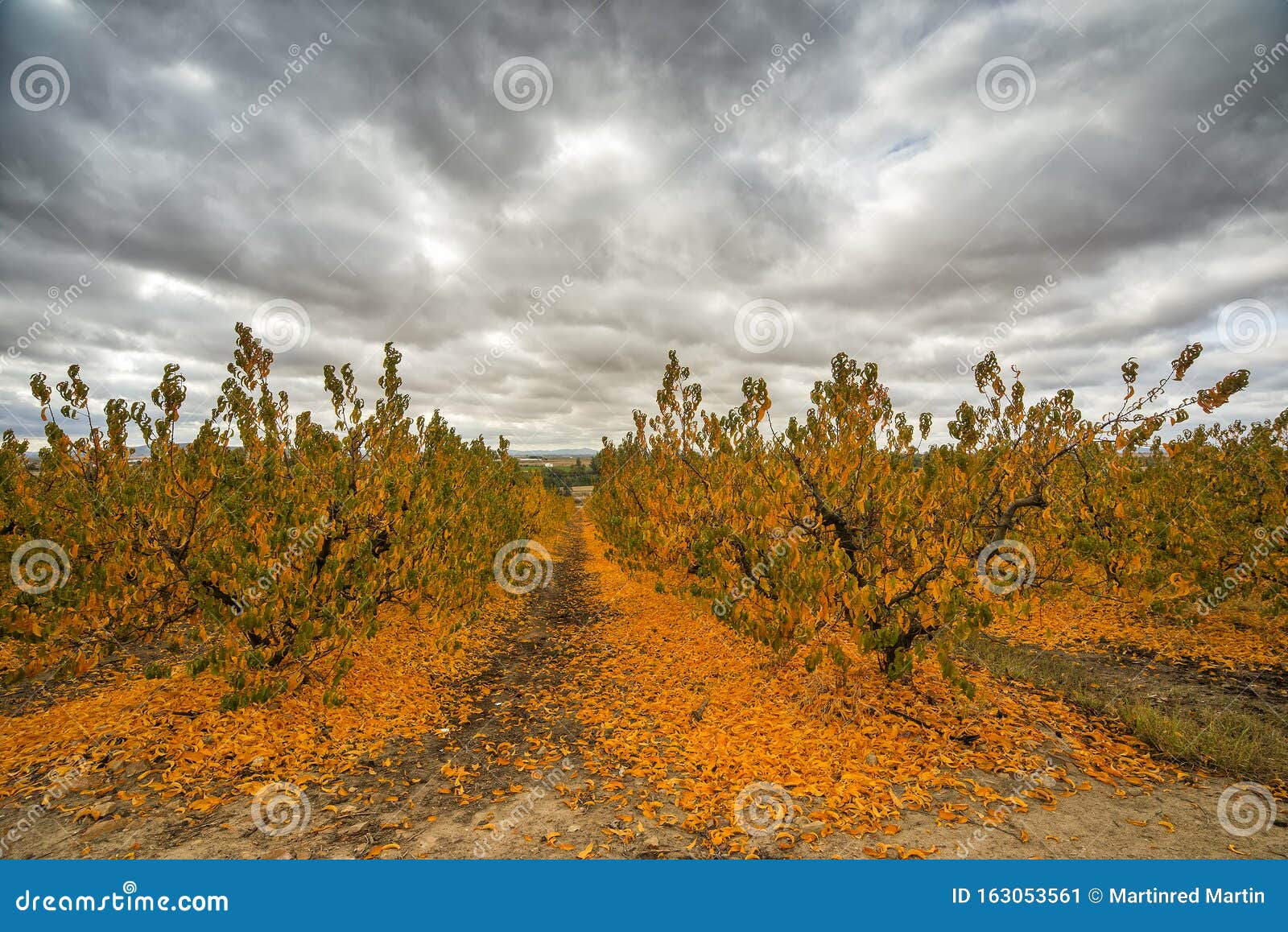 Fruit Tree with Yellow Leaves in Autumn Stock Image Image of branch