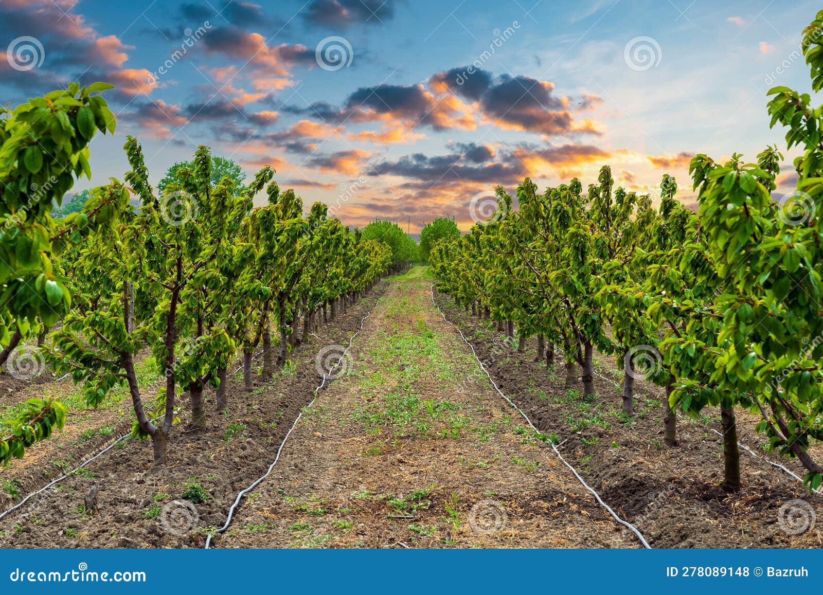 Fruit Trees on a Farm Plantation Stock Photo Image of rural, organic