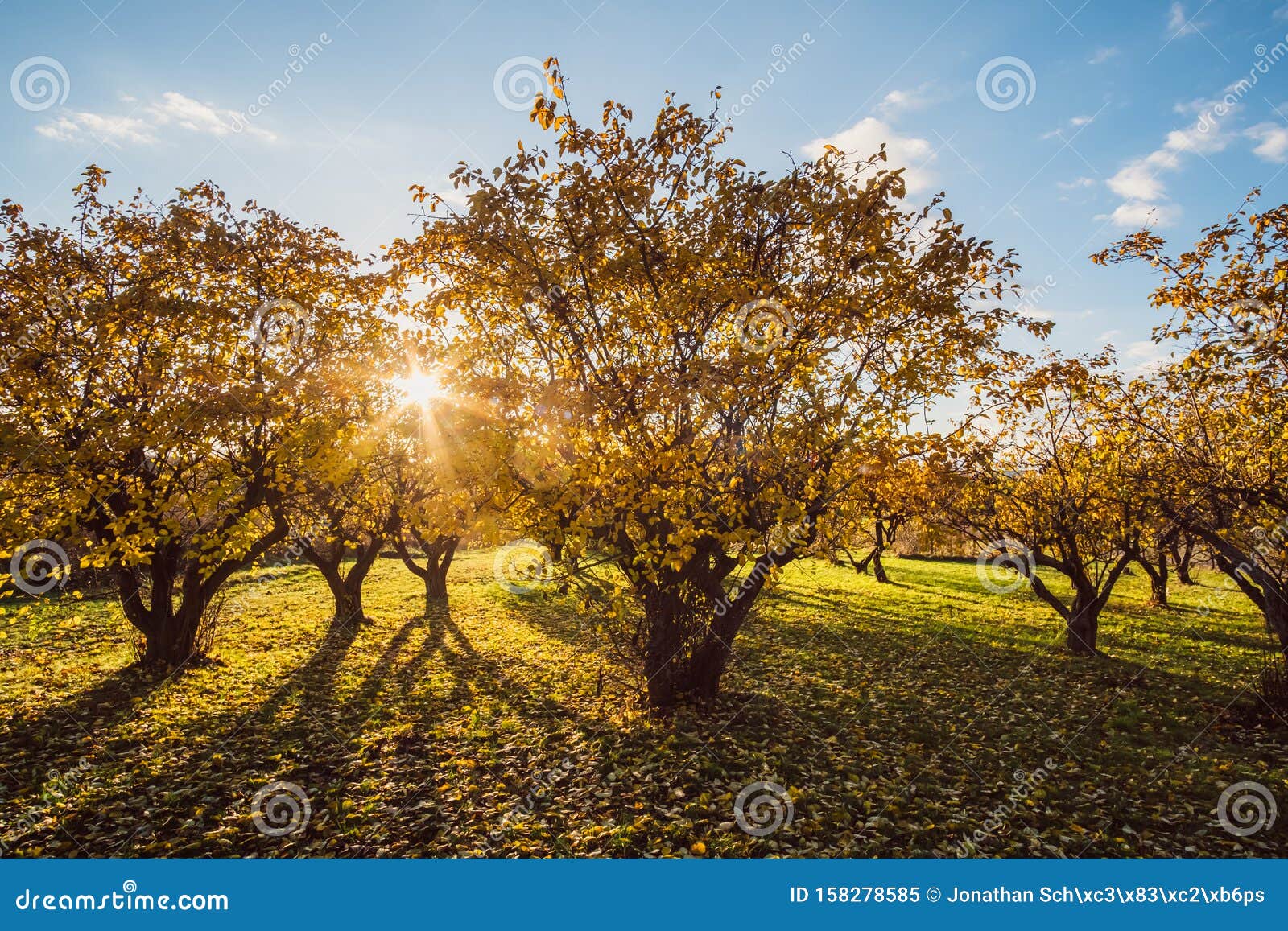 Fruit Trees on a Meadow in Backlight Sunset Stock Image Image of