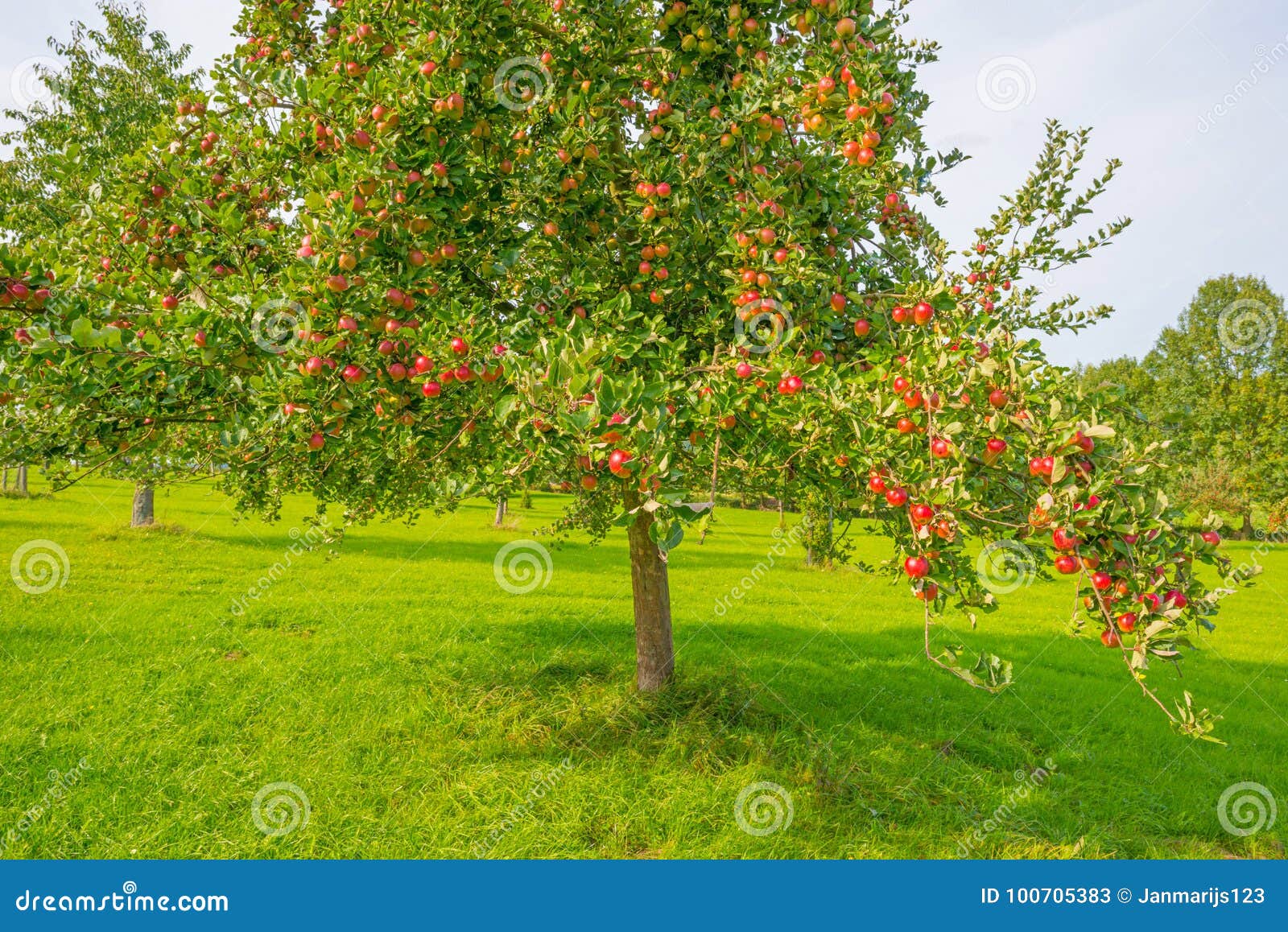 Fruit Trees in an Orchard in Sunlight in Autumn Stock Image Image of blue, voeren 100705383