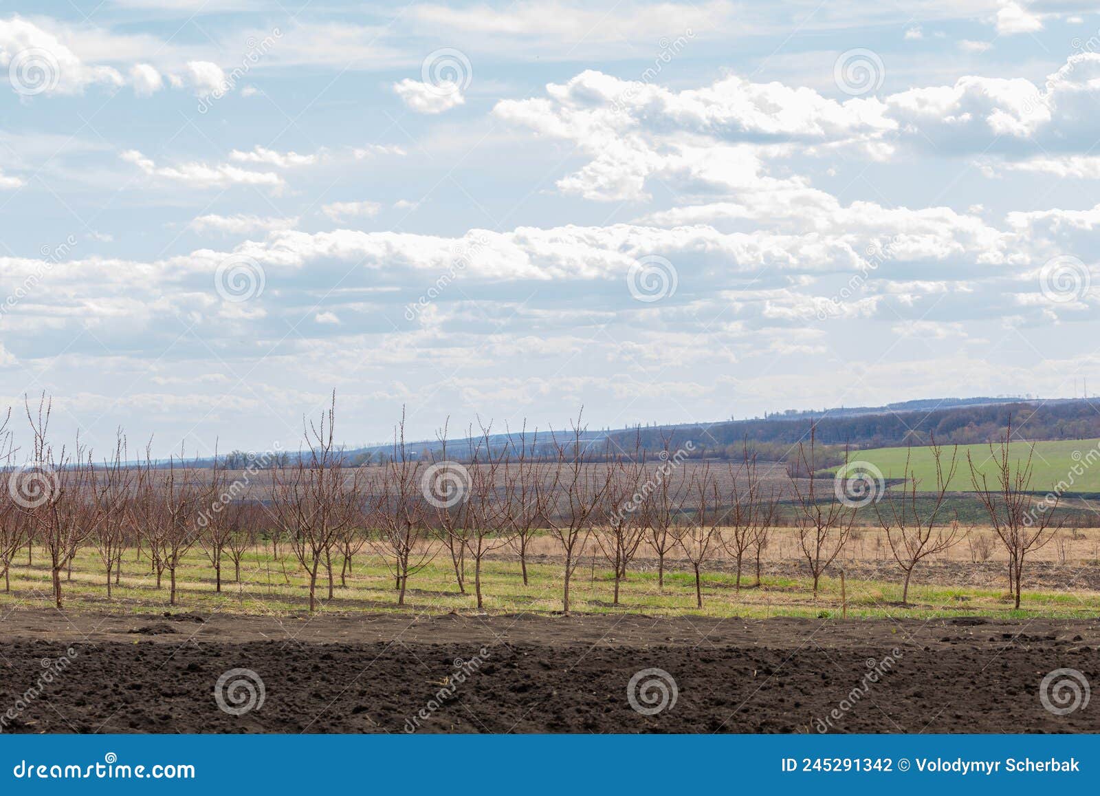 Fruit Trees Orchards during Winter or Spring Stock Photo Image of
