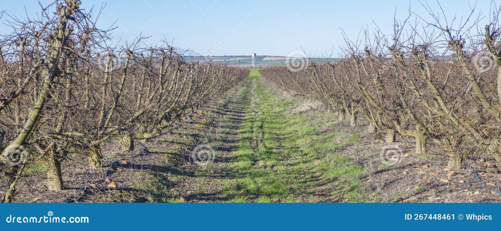 fruit trees plantation on winter