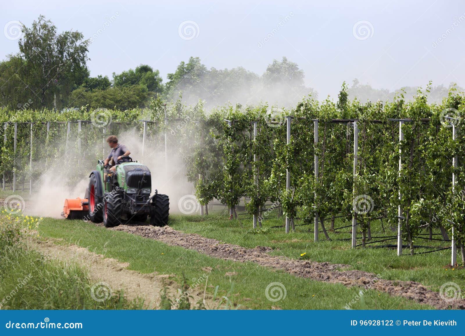 Fruit Trees and a Tractor Making Dust Editorial Photography Image of