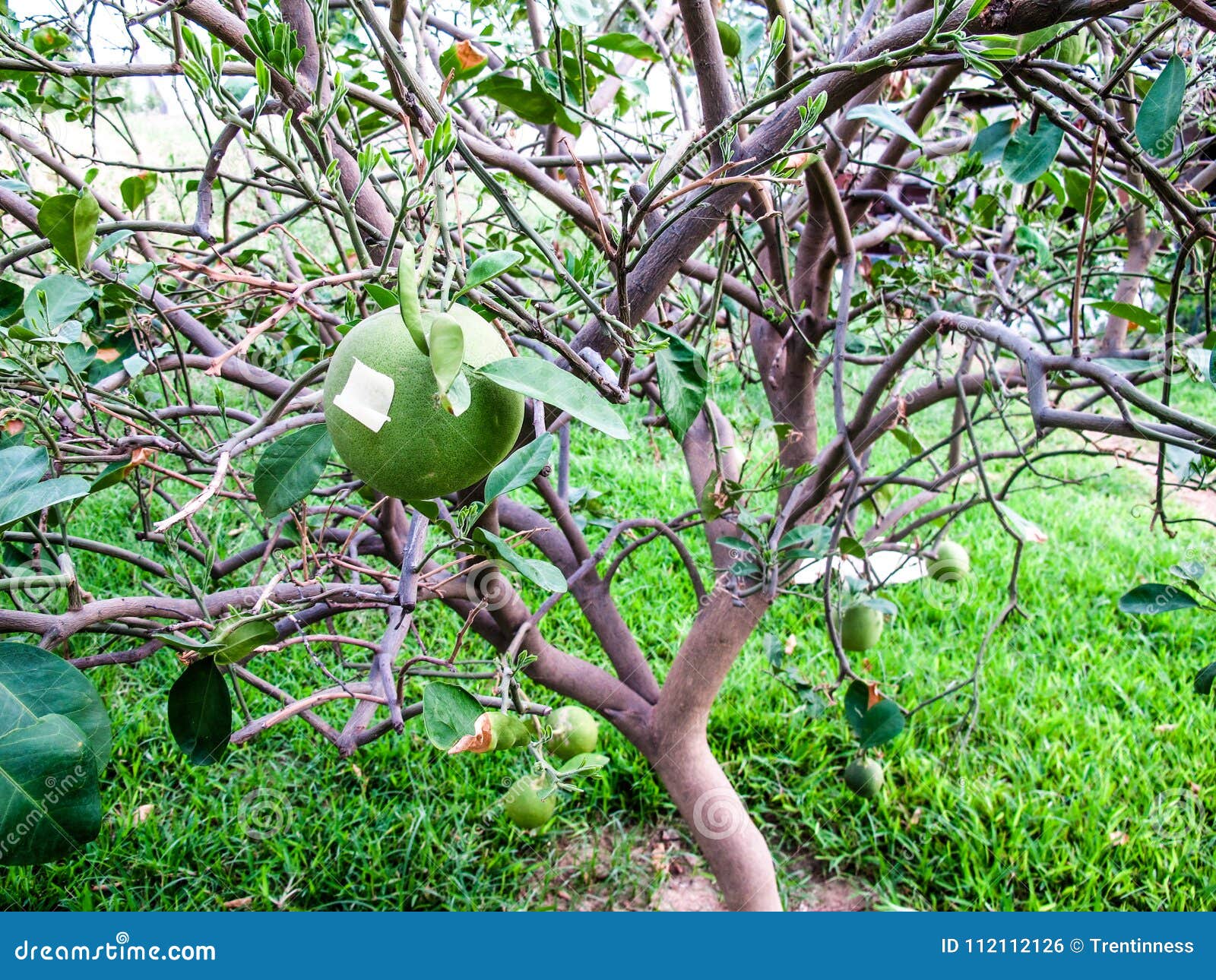 Nigerian Fruit and Vegetables Stock Photo Image of plants, river