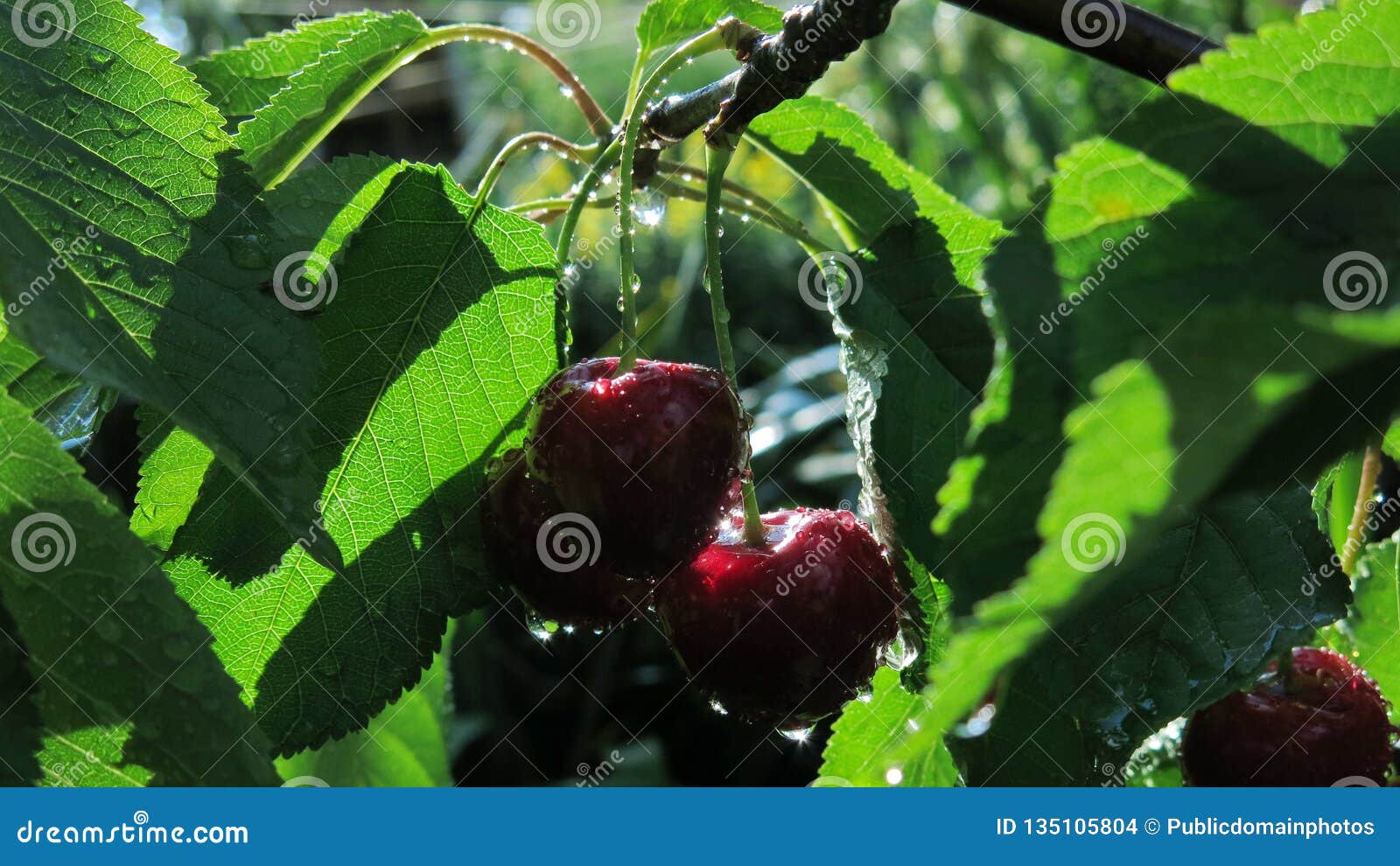 Fruit, Vegetation, Cherry, Leaf Picture. Image 135105804