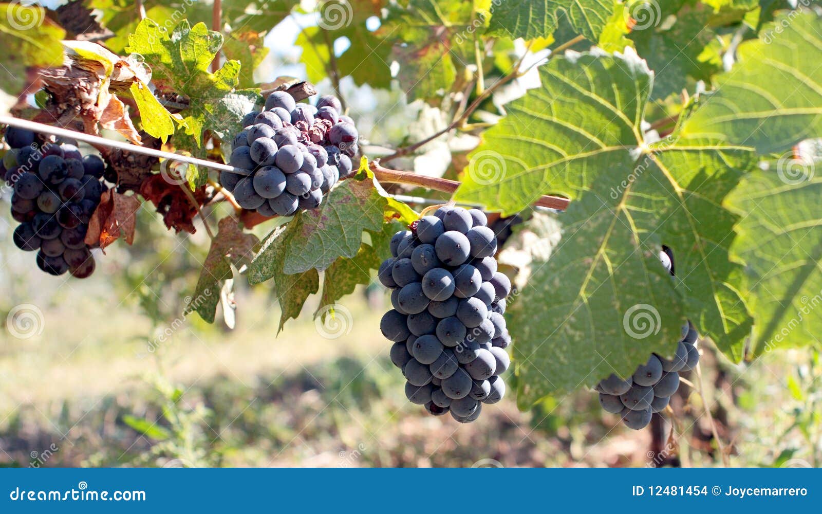 Fruit of the Vine stock photo. Image of ripen, cluster 12481454