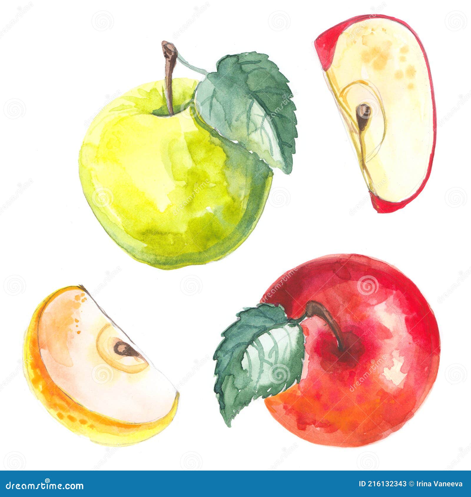 Realistic illustration of a green apple • wall stickers white, vegetarian,  vegetable | myloview.com