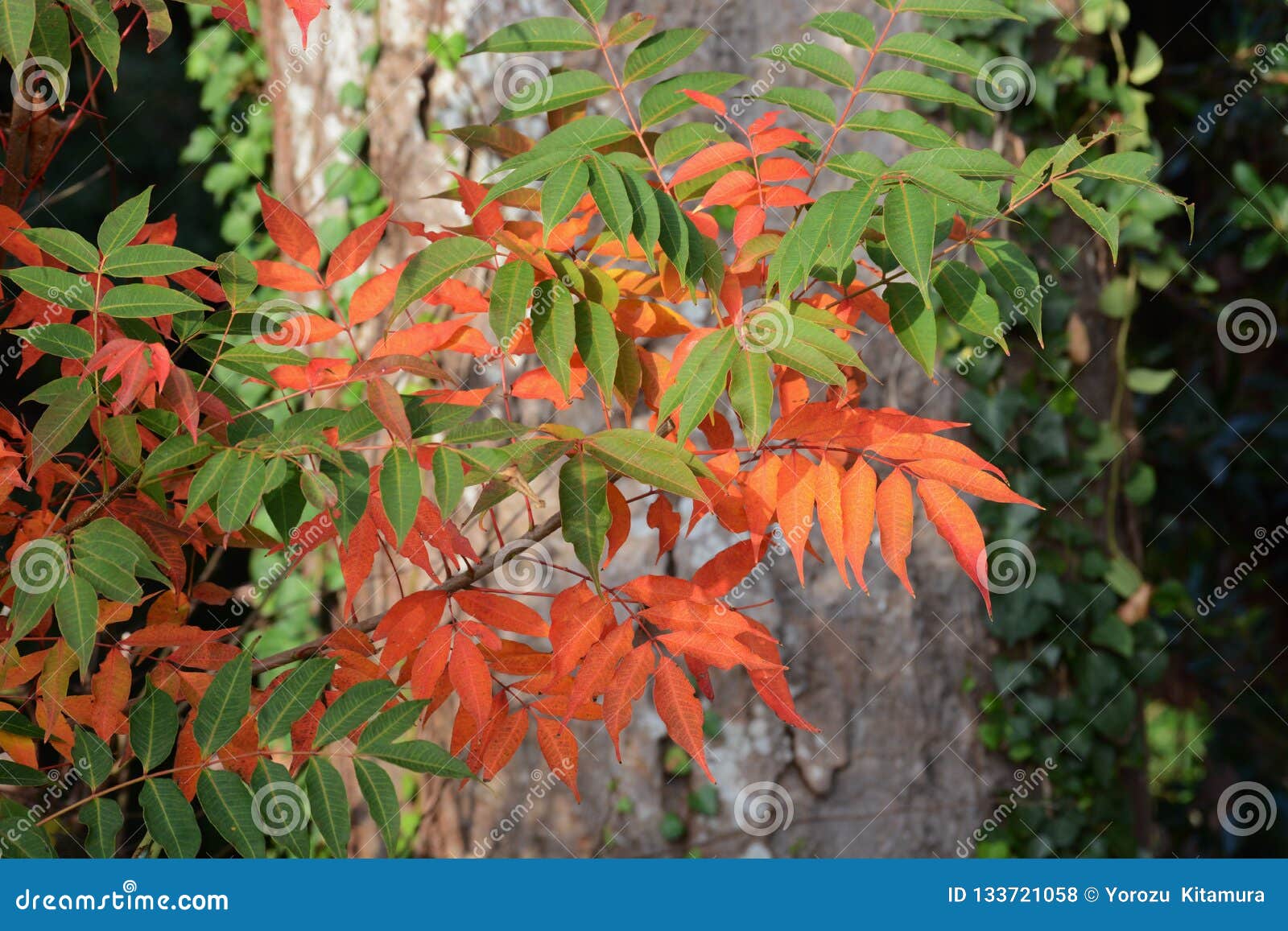 Autumn Leaves of the Wax Tree Stock Photo Image of bright, candle 133721058