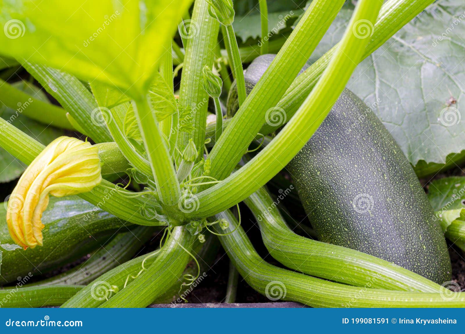 Fruit of Zucchini Squash Grows on Bush Stock Image Image of stem