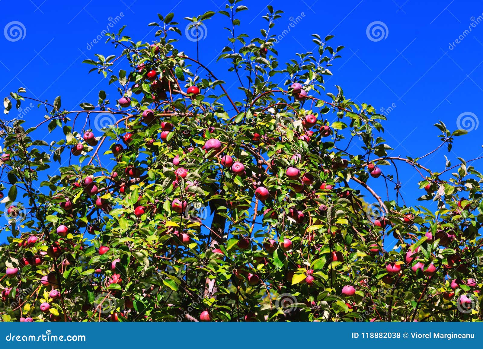 fruitful branches of apple tree with red and purple apples on background of