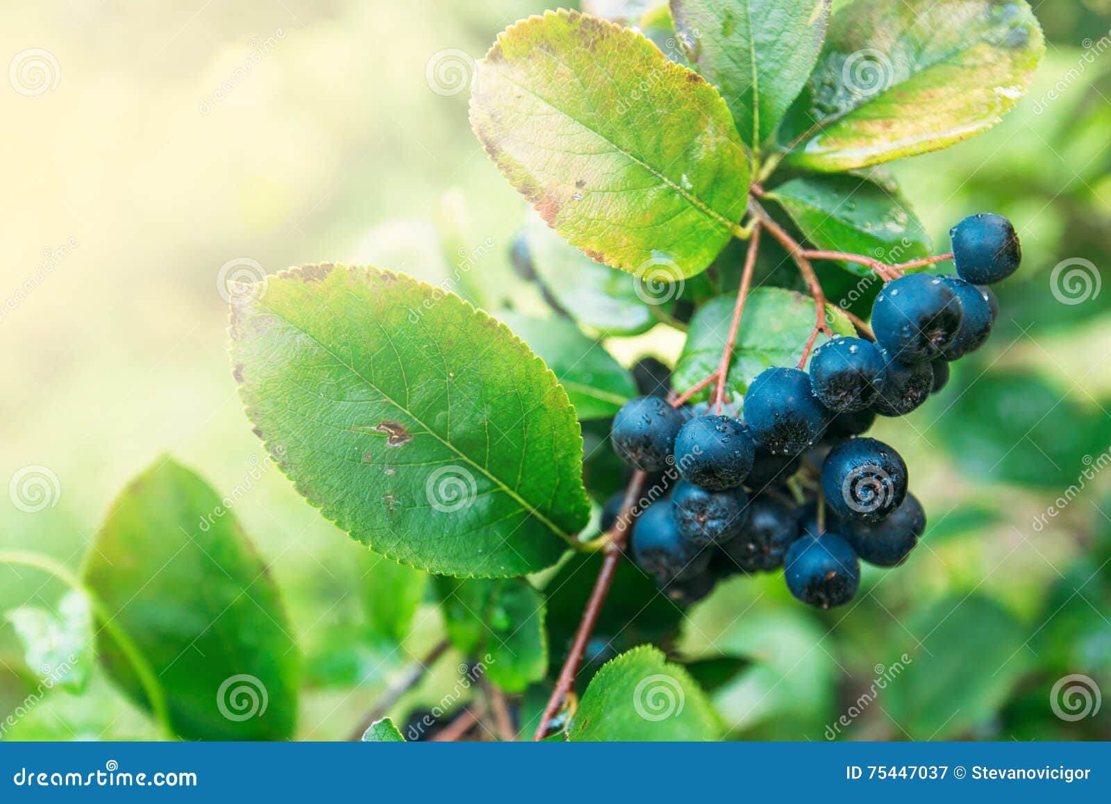 fruitful ripe aronia berry fruit on the branch