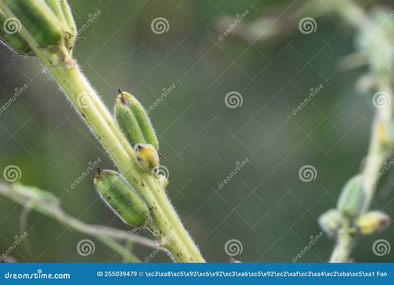 The Fruitful Sesame Seeds Grow on the Branches Stock Image Image of