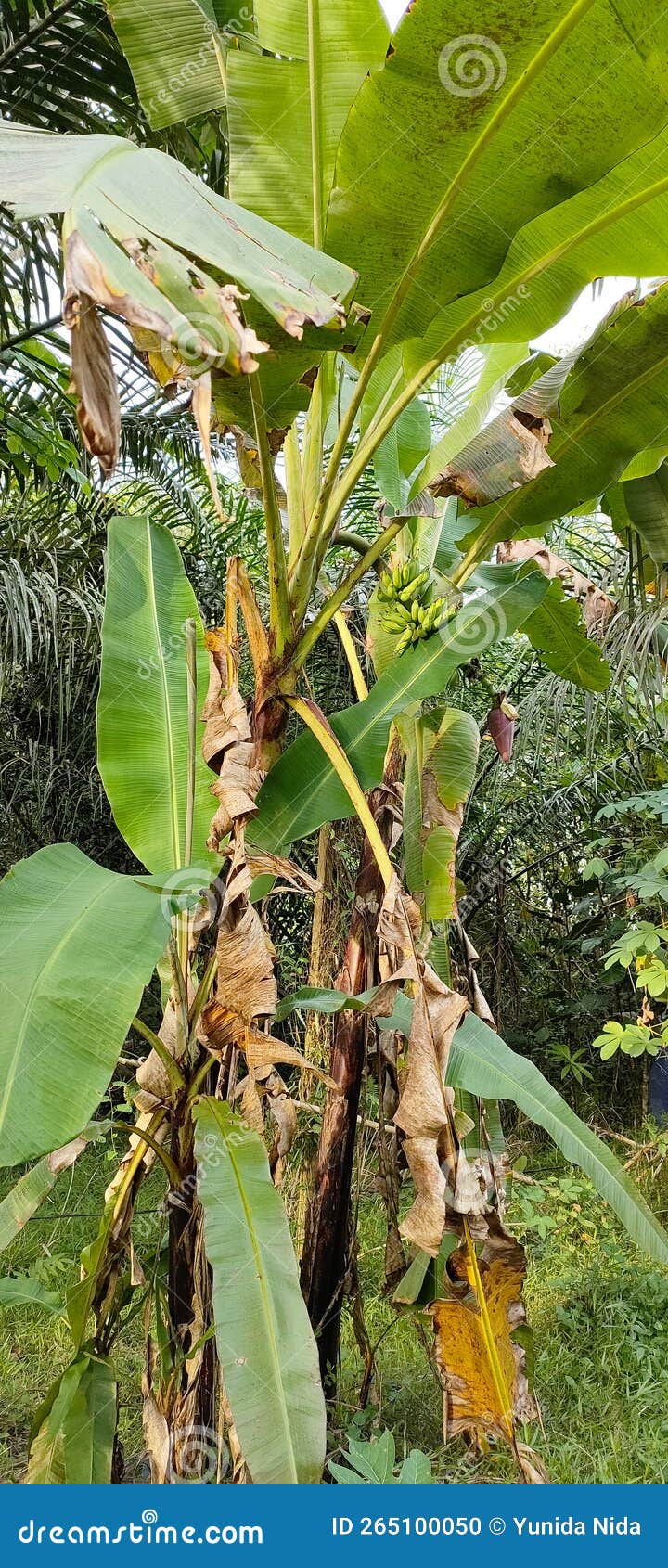 Fruiting banana tree stock photo. Image of bear, fruit 265100050