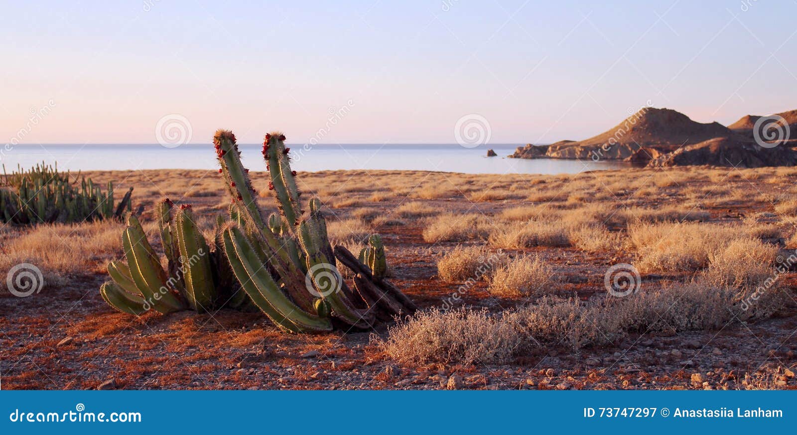 fruiting cactus on the island