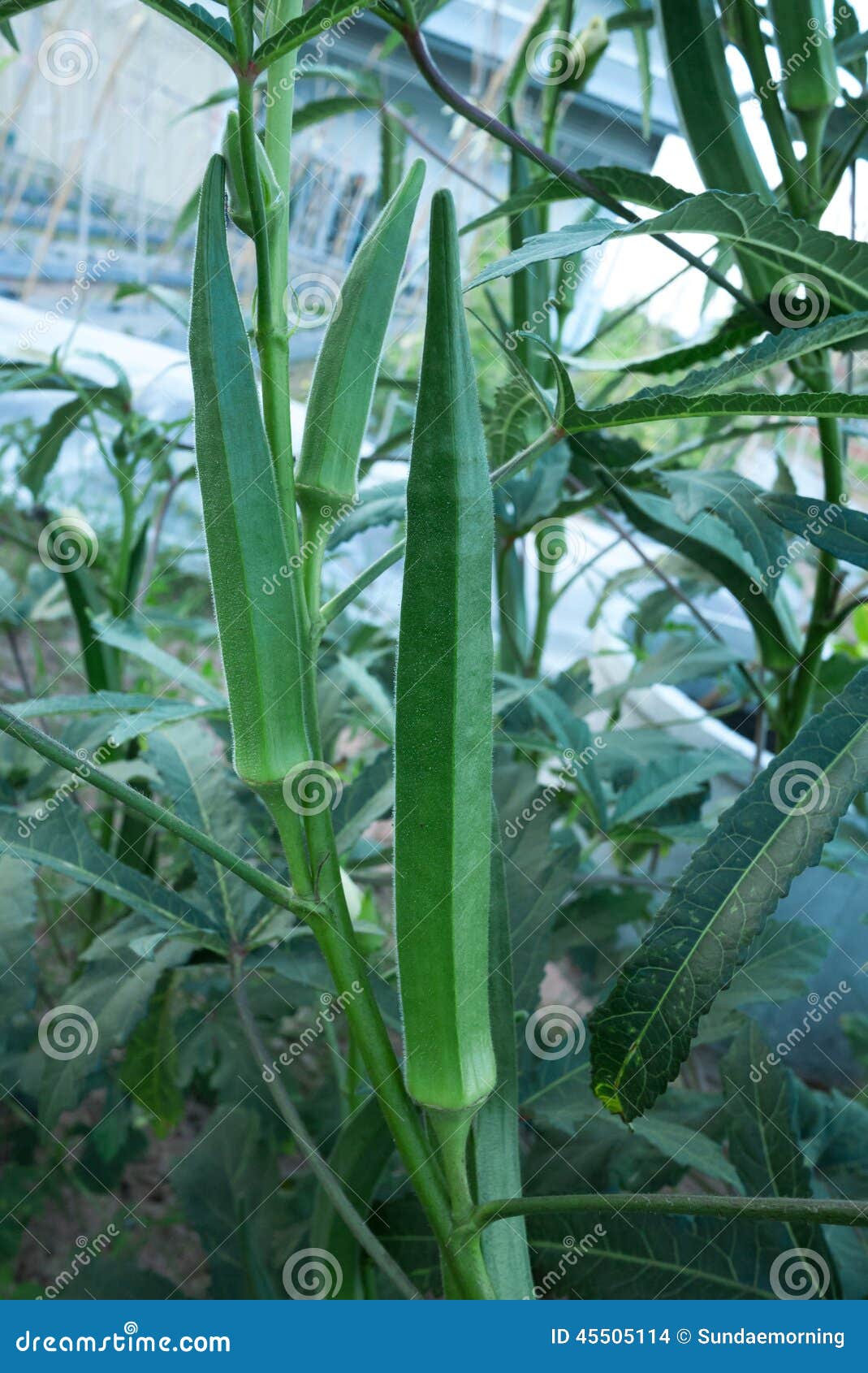Fruiting okra stock photo. Image of fruit, vegetable 45505114