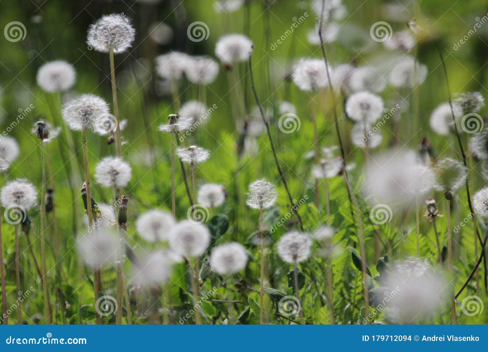 fruiting white fluffy dandelion plants taraxum officinale from sunflower family asteraceae or compositae on a greenish-brown