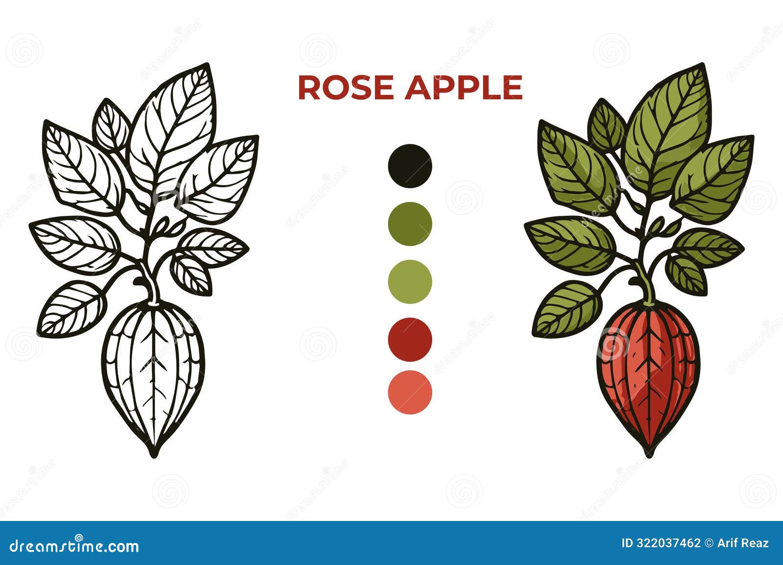 Black and White Vector Illustration of a Rose Apple for Coloring Book ...
