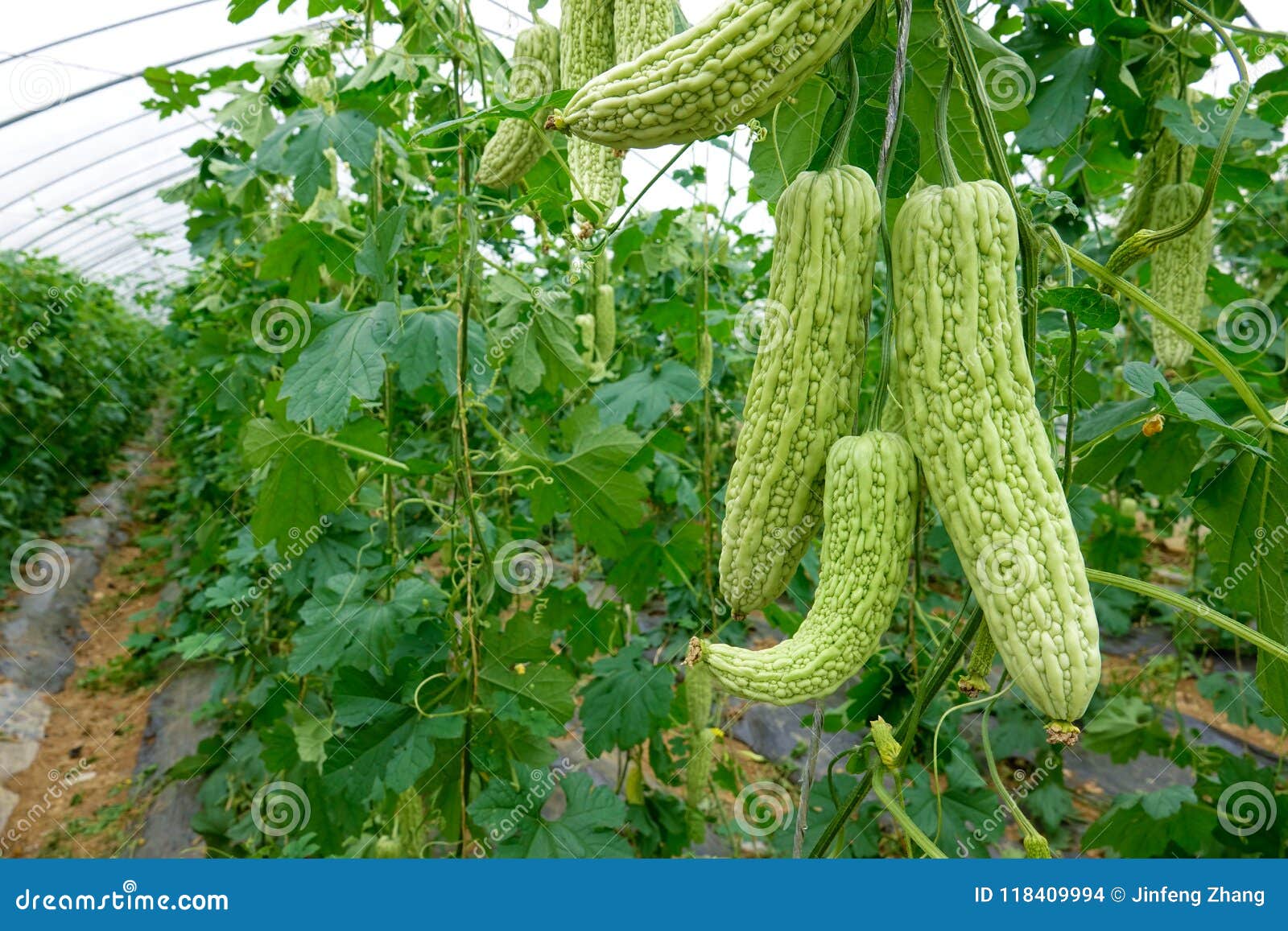 Balsam pear stock photo. Image of green, edible, greenstuffs 118409994