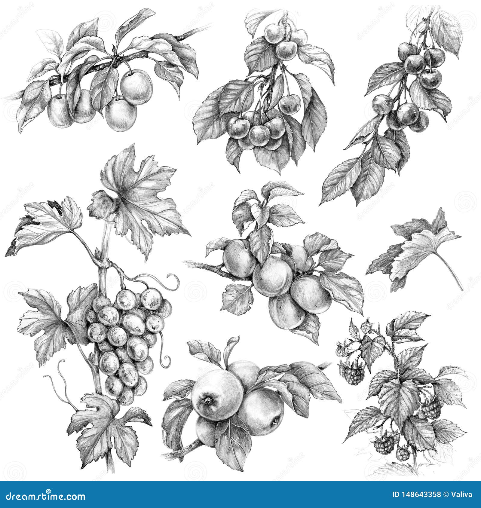 Ink sketch of grapes Banner template hand drawn vector illustration of  grapes vine sketch  CanStock