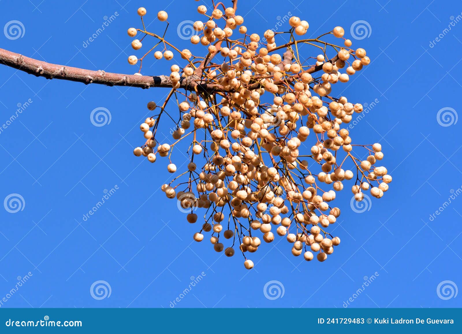 fruits on the branches of the paradise tree