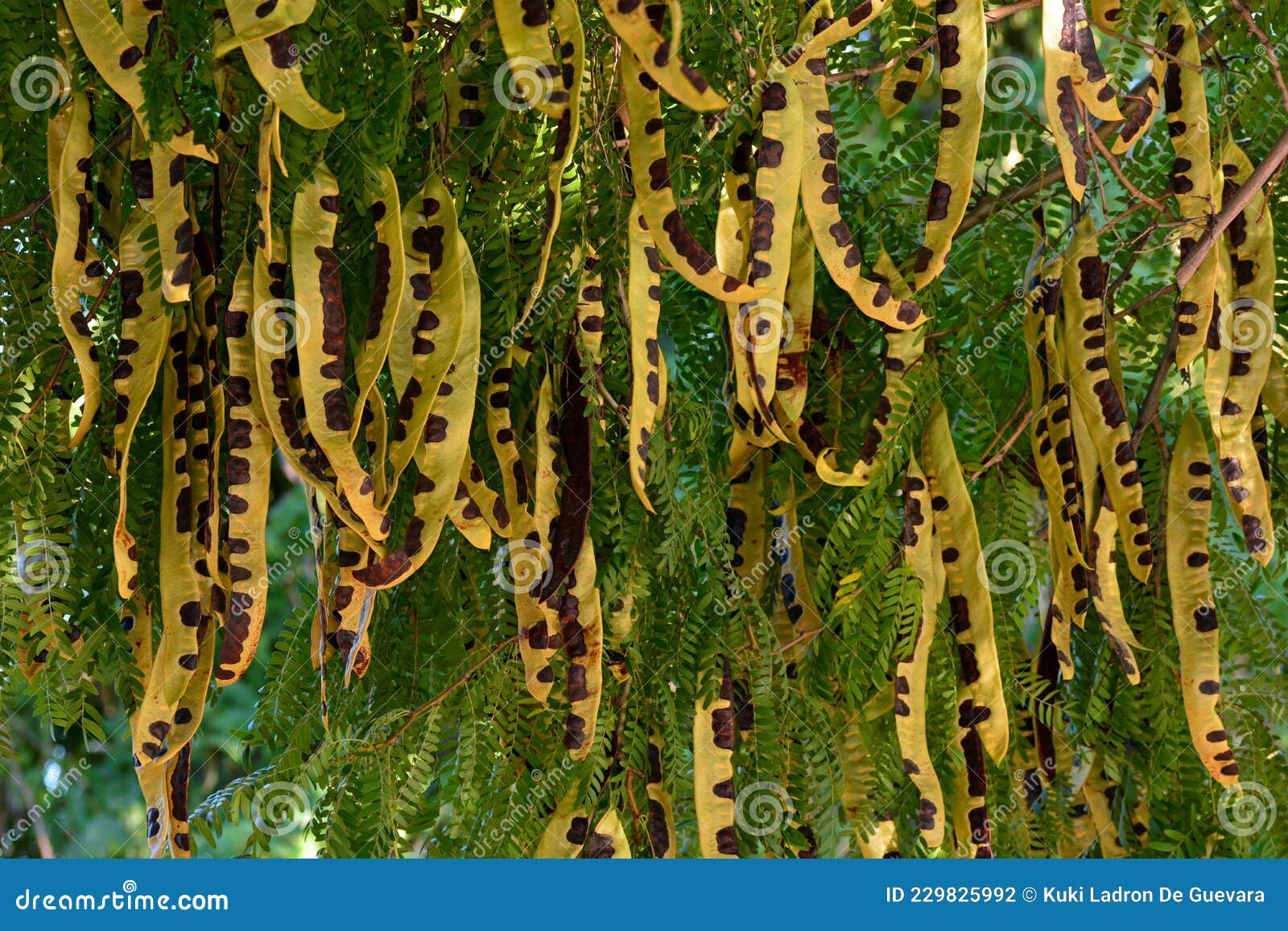 fruits on the branches of a three-spined acacia