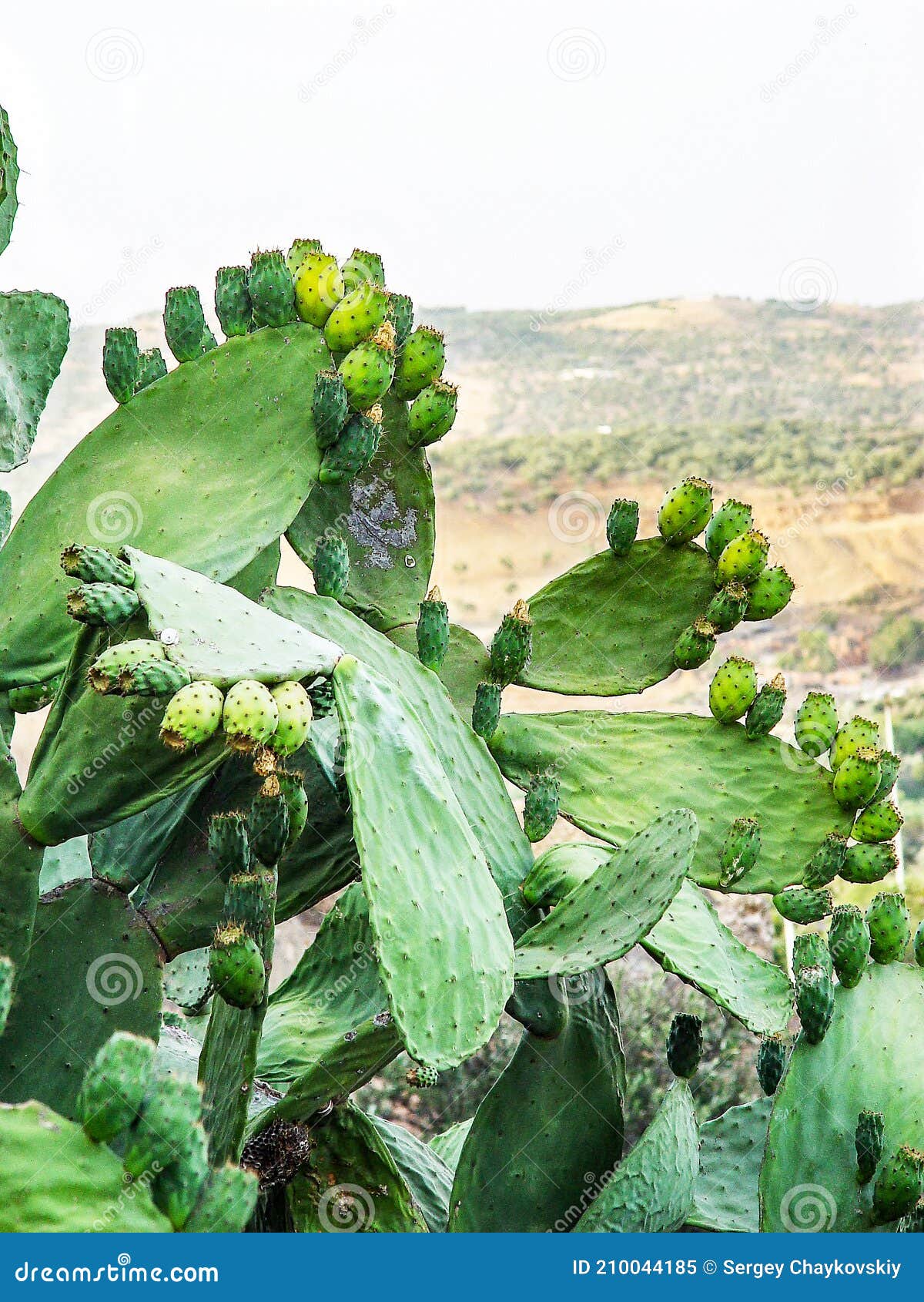 Fruits on a Cactus in the Moroccan Mountains Stock Image Image of