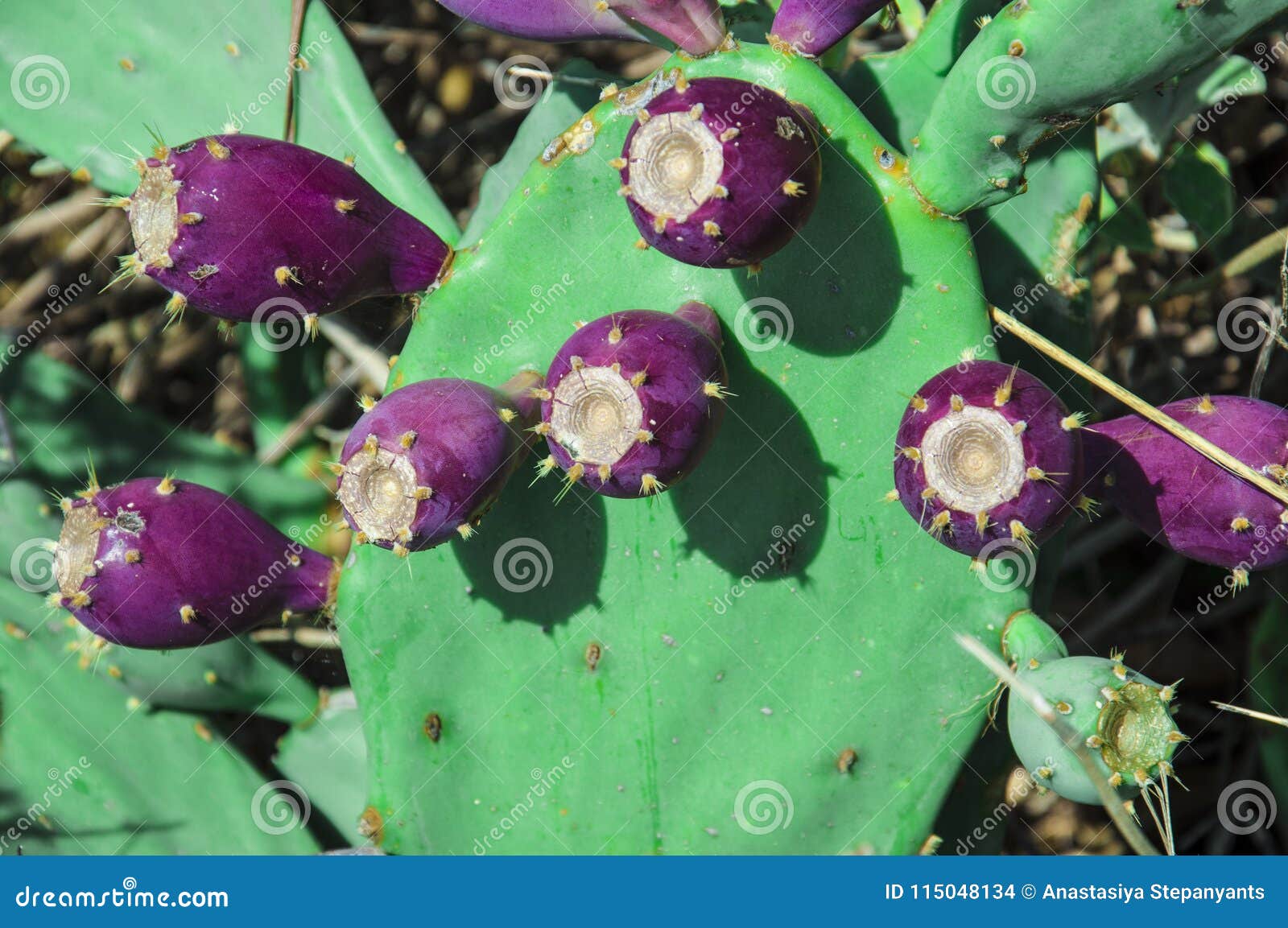 Fruits of Cactus Prickly Pear. Violet Fruit with Needles. Stock Photo