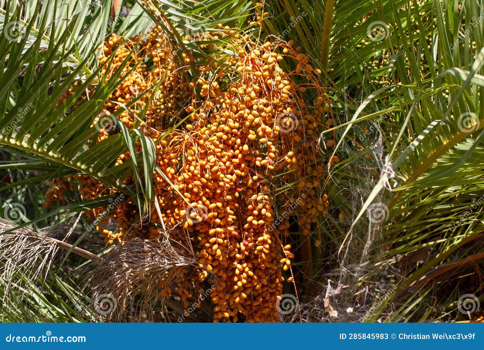 Fruits of a Canary Date Palm, Phoenix Canariensis Stock Image Image