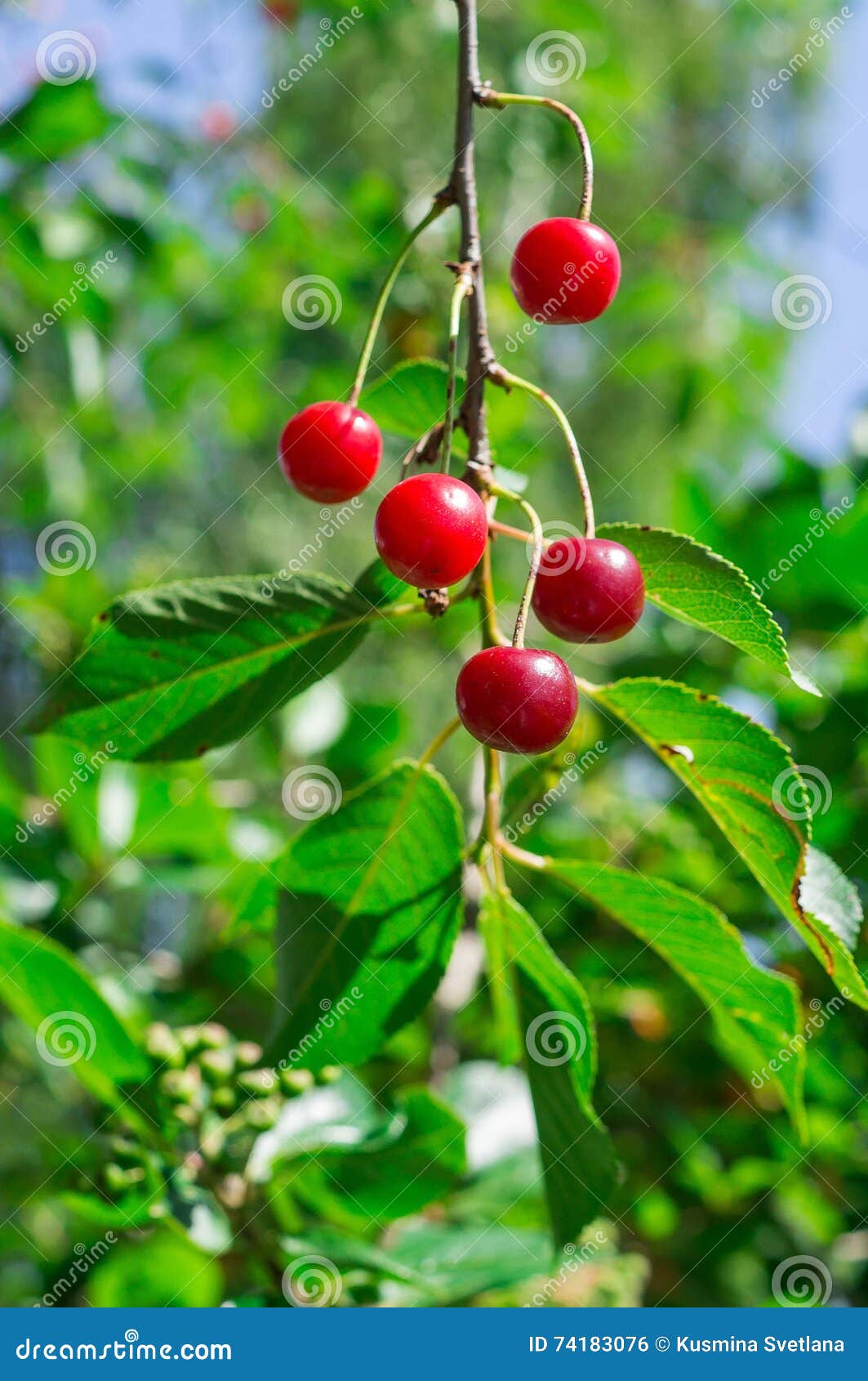 the fruits of the cherries on the branch.