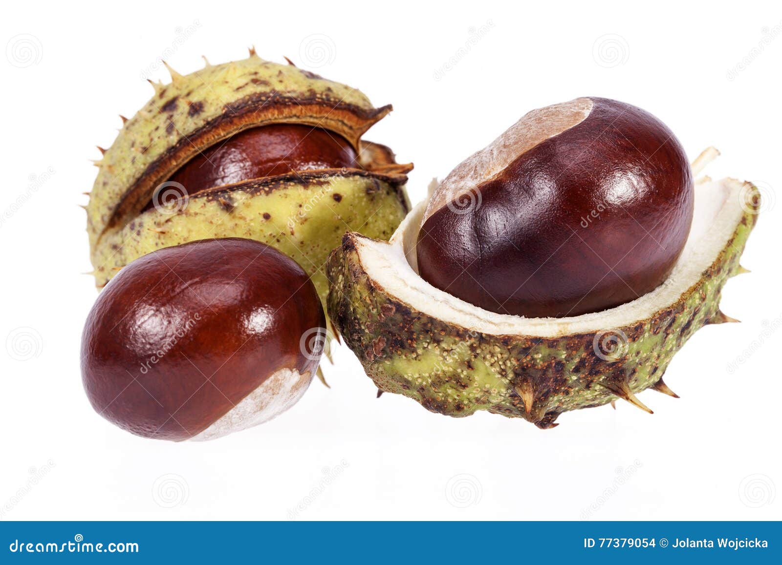 Fruits of Chestnuts in Green Shell Isolated on White Background Stock ...