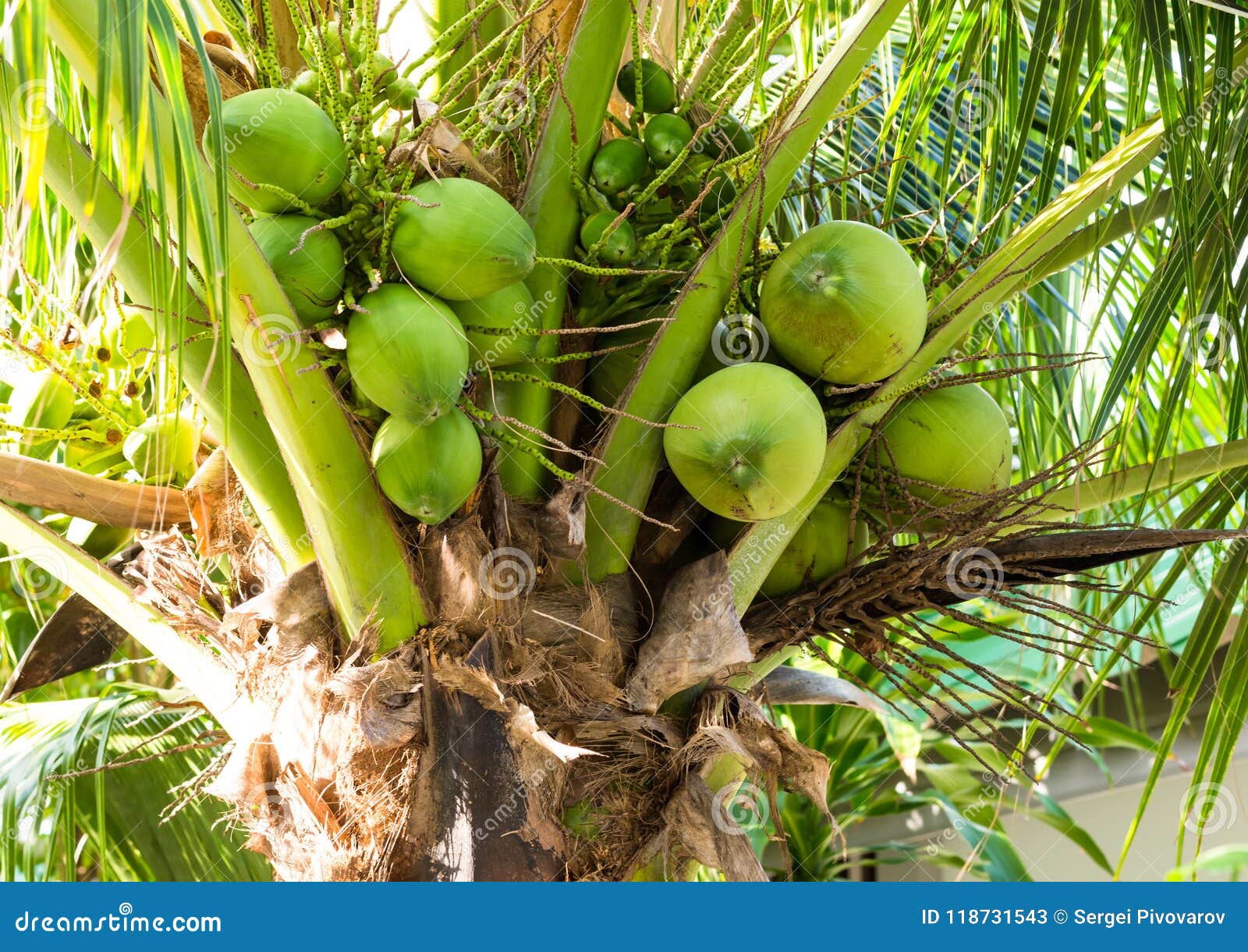 Fruits of Coconut on a Palm Tree with Long Branches of a Source of ...