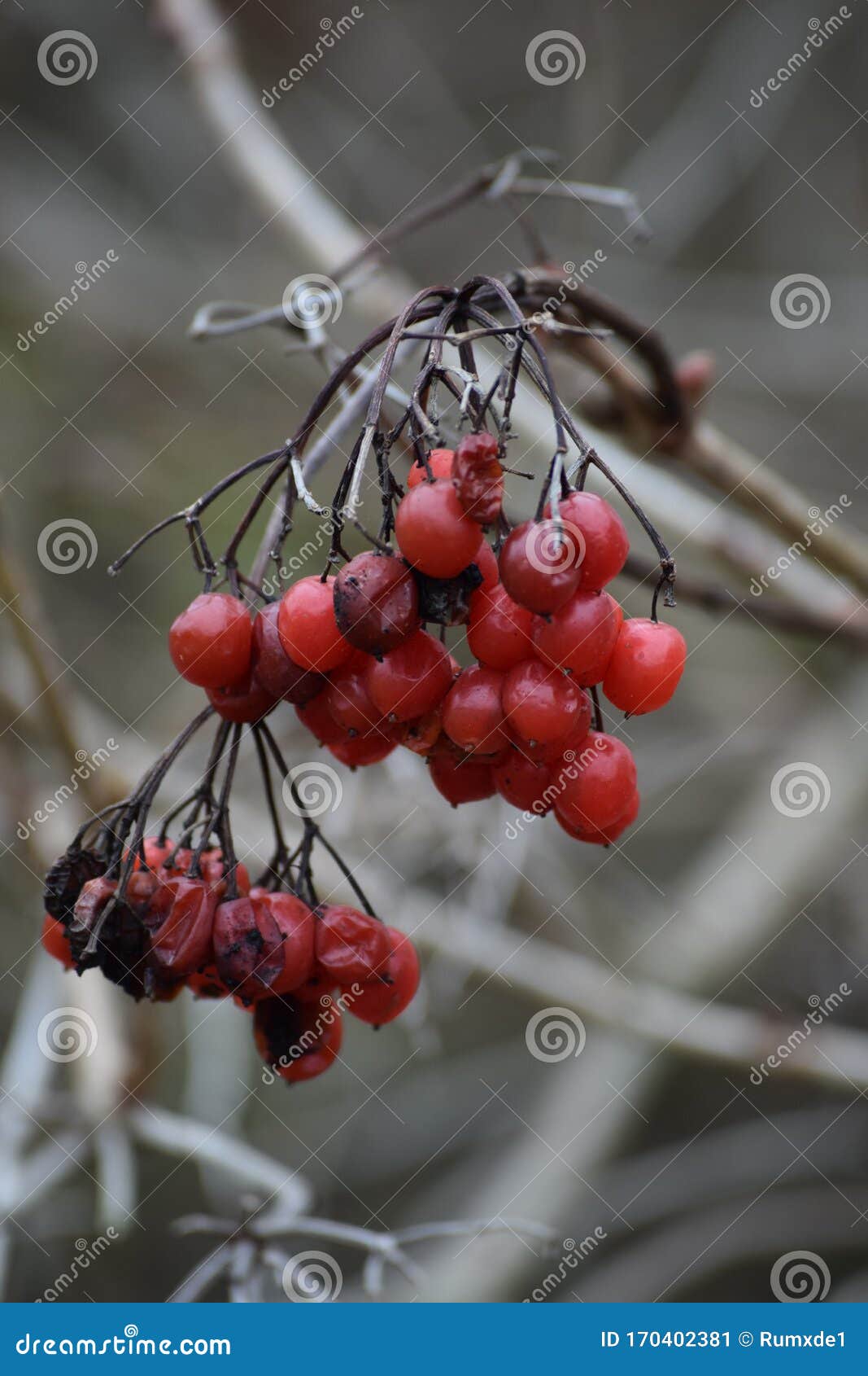 Fruits of the Common Snowball Stock Image - Image of fruit, wild: 170402381