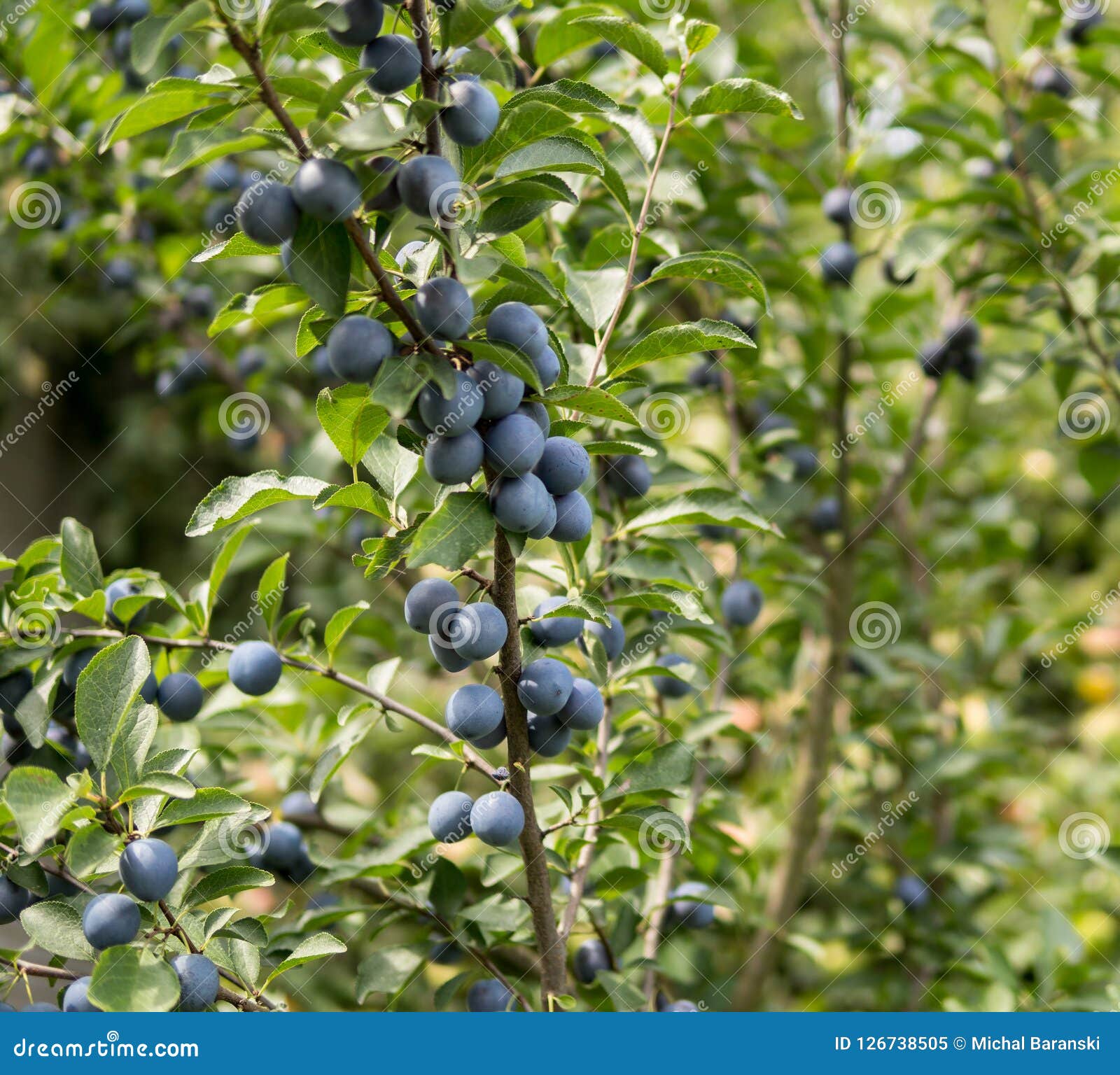 Fruits of damson plum stock image. Image of harvest 126738505