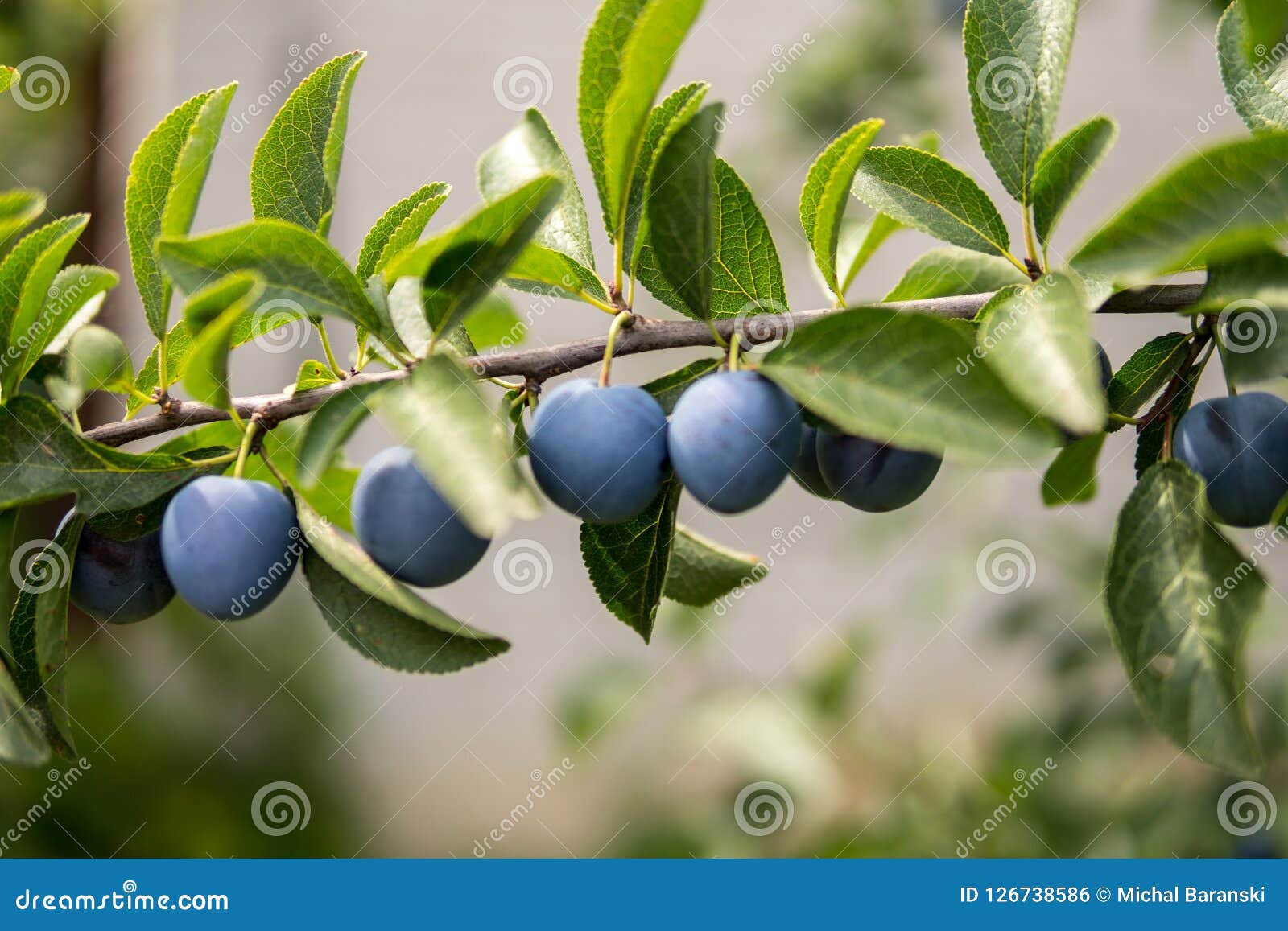 Fruits of damson plum stock photo. Image of hanging 126738586