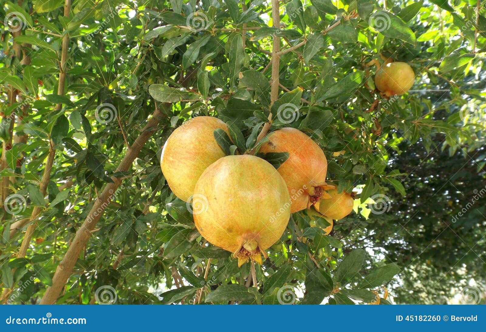 photo stock fruits de grenade dans l arbre image