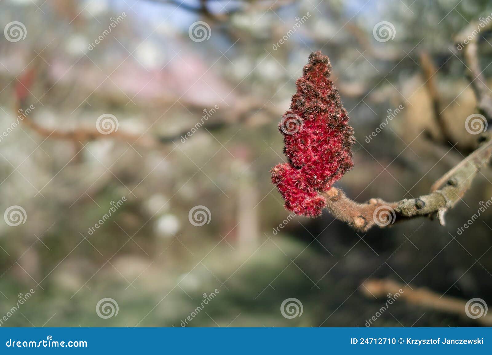 Fruits de Sumac. photo stock. Image du fruits, sumac 24712710