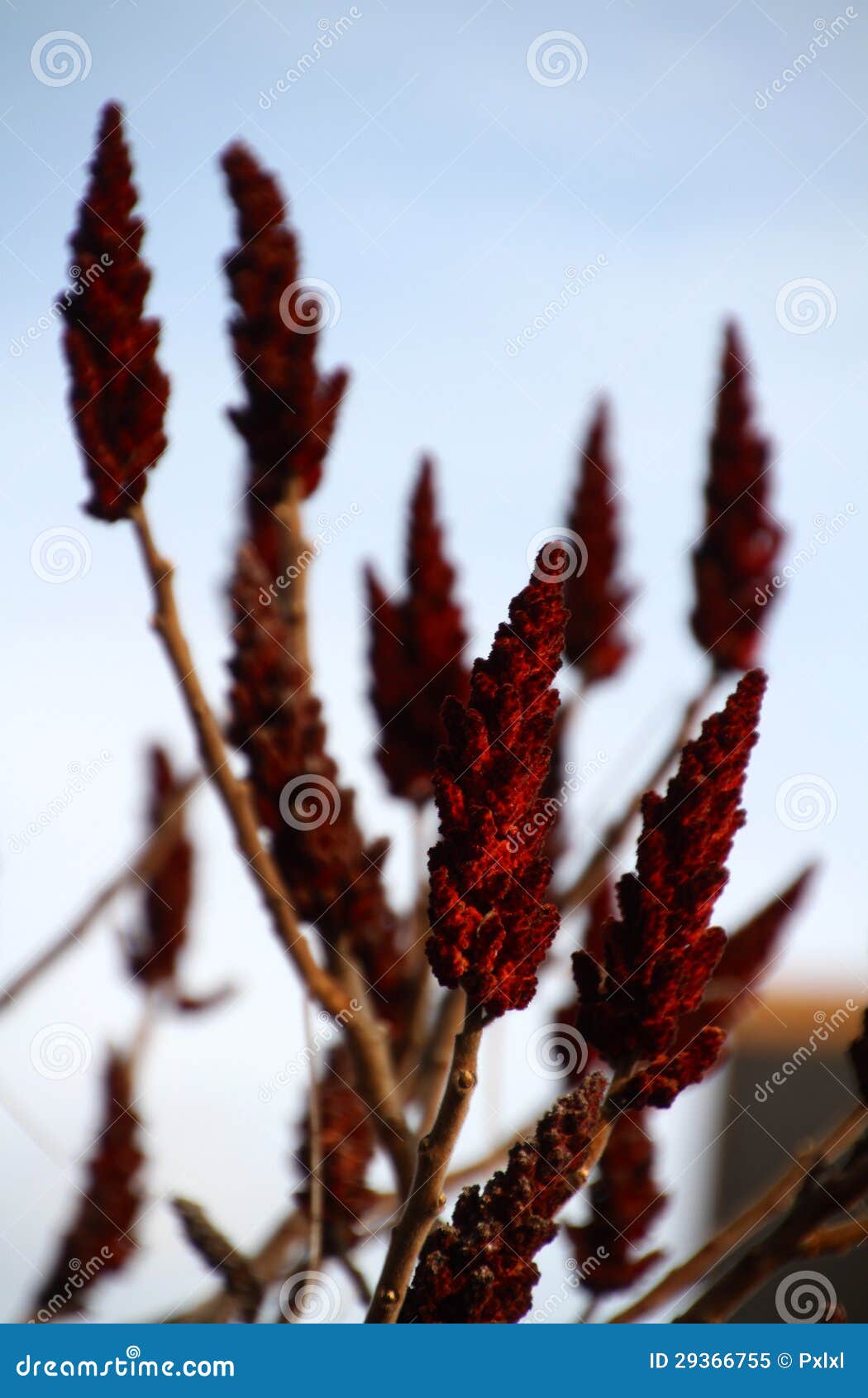 Fruits De Sumac De Staghorn Image stock Image du fruits, vert 29366755