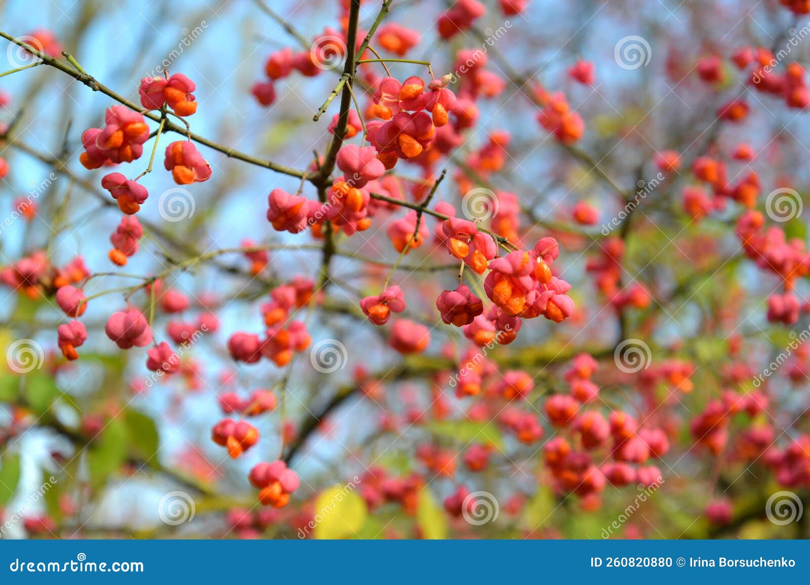 The Fruits of the European Spindle Tree Euonymus Europaeus L. Stock ...